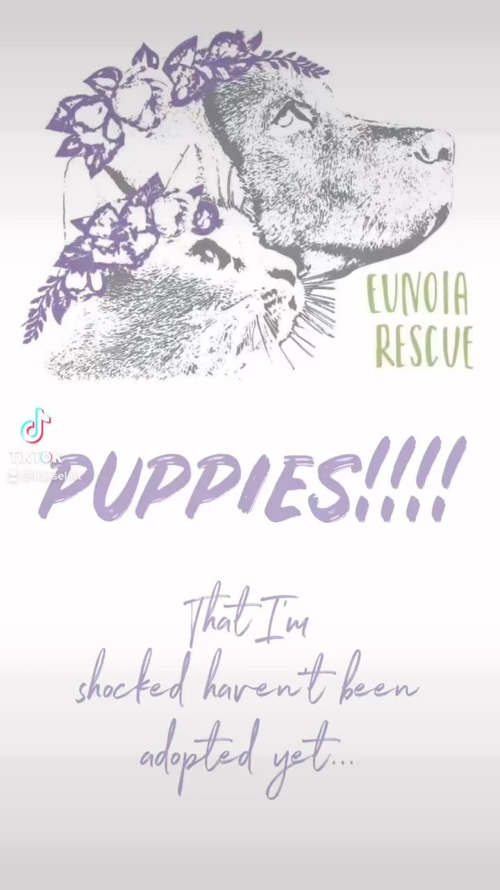 PUPPIES!!! That definitely should have been adopted by now. 

<a target='_blank' href='https://www.instagram.com/explore/tags/eunoiarescue/'>#eunoiarescue</a> <a target='_blank' href='https://www.instagram.com/explore/tags/adopt/'>#adopt</a> <a target='_blank' href='https://www.instagram.com/explore/tags/puppies/'>#puppies</a> <a target='_blank' href='https://www.instagram.com/explore/tags/charlestonsc/'>#charlestonsc</a> <a target='_blank' href='https://www.instagram.com/explore/tags/puppyadoption/'>#puppyadoption</a>