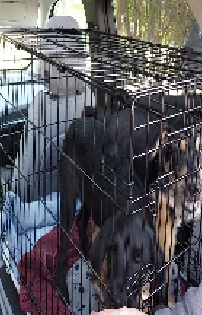 Our transport team was hard at work this morning getting this brother and sister from San Diego to their foster home in Burbank.

<a target='_blank' href='https://www.instagram.com/explore/tags/fetchinretrieversrescue/'>#fetchinretrieversrescue</a> 
<a target='_blank' href='https://www.instagram.com/explore/tags/puppiesofinstagram/'>#puppiesofinstagram</a> 
<a target='_blank' href='https://www.instagram.com/explore/tags/retrievermixesarethebest/'>#retrievermixesarethebest</a>
<a target='_blank' href='https://www.instagram.com/explore/tags/rescueismyfavoritebreed/'>#rescueismyfavoritebreed</a> 
<a target='_blank' href='https://www.instagram.com/explore/tags/adoptdontshop/'>#adoptdontshop</a> 
<a target='_blank' href='https://www.instagram.com/explore/tags/dogrescue/'>#dogrescue</a> 
<a target='_blank' href='https://www.instagram.com/explore/tags/adoptdontshop/'>#adoptdontshop</a> 
<a target='_blank' href='https://www.instagram.com/explore/tags/fosteringsaveslives/'>#fosteringsaveslives</a> 
<a target='_blank' href='https://www.instagram.com/explore/tags/happytails/'>#happytails</a>