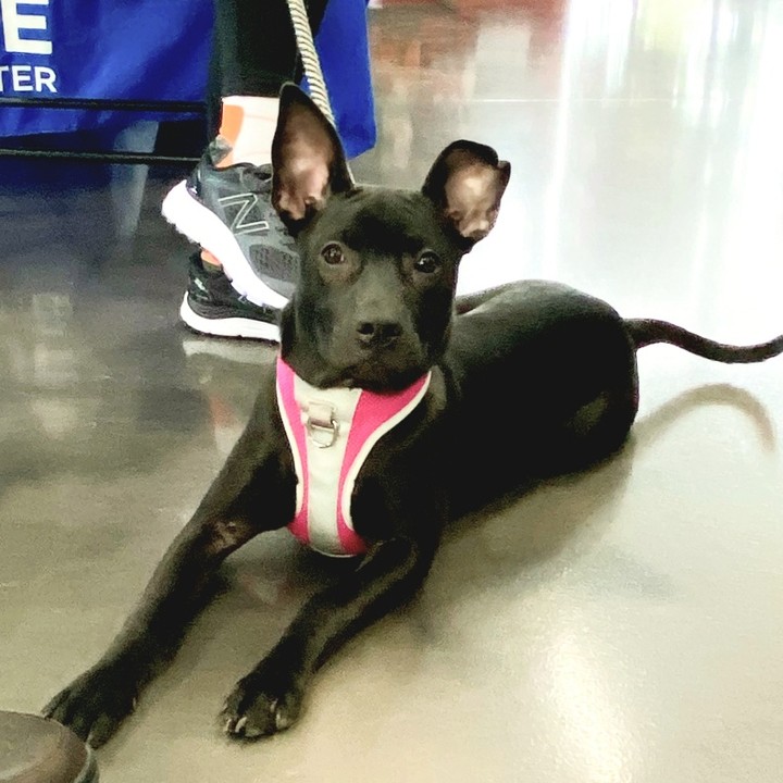 Marilyn is about 5  months old and is excited to see everyone at the events. She is curious and loves exploring, gets along great with other dogs and wants to play! She is very treat motivated and loves to nap on soft, fluffy blankets! She sleeps all night and is doing well with her house training. 

To be considered the first step is to apply here: https://www.pawsup4rescue.org/dog-cat-applicaiton 
We are located in Joliet Illinois and require adopters be within a 100 mile radius to adopt. If your app is picked we will be in touch by phone to set up a private meet.  If the dog is adopted we will post the adoption pic. Information on fees can be found here: https://www.pawsup4rescue.org/adoptions
<a target='_blank' href='https://www.instagram.com/explore/tags/pu4r/'>#pu4r</a> <a target='_blank' href='https://www.instagram.com/explore/tags/fosterdog/'>#fosterdog</a> <a target='_blank' href='https://www.instagram.com/explore/tags/rescuedog/'>#rescuedog</a> <a target='_blank' href='https://www.instagram.com/explore/tags/adoptdontshop/'>#adoptdontshop</a> <a target='_blank' href='https://www.instagram.com/explore/tags/blackdogsrule/'>#blackdogsrule</a>