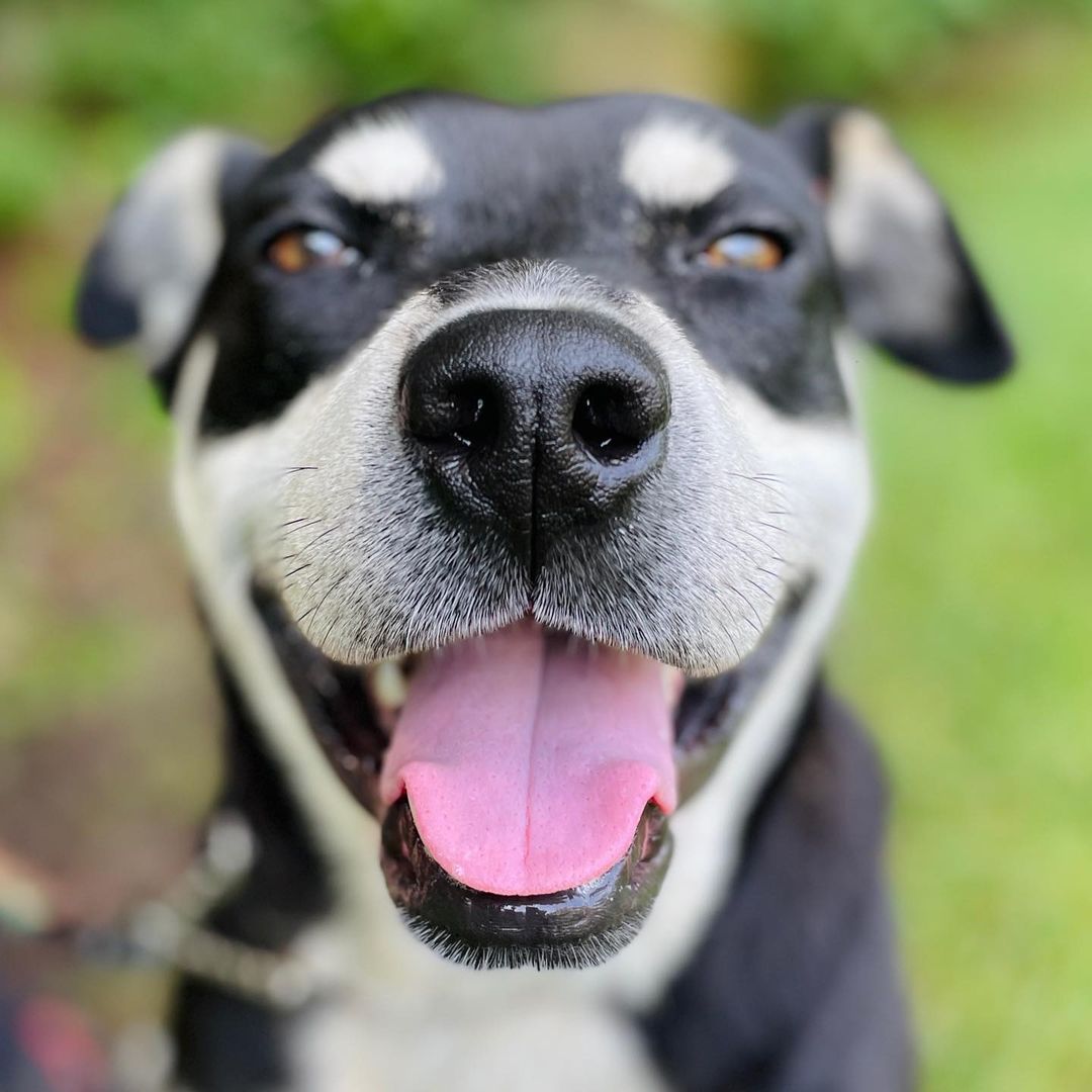 ADOPTED! Yayyyy!! We are feeling super thankful today as our gorgeous <a target='_blank' href='https://www.instagram.com/explore/tags/GivingTuesday/'>#GivingTuesday</a> mascot Joey got adopted this Thanksgiving weekend! 🧡 Seeing this happy Husky-mix find a loving home was one of our major wishes for this campaign so we are thrilled! 🎉 If you’d like to give us even more reason to celebrate please join us for this global day of giving, tomorrow Tuesday 30th November! It would mean the world to us! 

<a target='_blank' href='https://www.instagram.com/explore/tags/happyhome/'>#happyhome</a> <a target='_blank' href='https://www.instagram.com/explore/tags/igotadopted/'>#igotadopted</a> <a target='_blank' href='https://www.instagram.com/explore/tags/rescuedogsofinstagram/'>#rescuedogsofinstagram</a> <a target='_blank' href='https://www.instagram.com/explore/tags/rescuedogs/'>#rescuedogs</a> <a target='_blank' href='https://www.instagram.com/explore/tags/huskylove/'>#huskylove</a> <a target='_blank' href='https://www.instagram.com/explore/tags/huskymix/'>#huskymix</a> <a target='_blank' href='https://www.instagram.com/explore/tags/thankful/'>#thankful</a> <a target='_blank' href='https://www.instagram.com/explore/tags/givingtuesday2021/'>#givingtuesday2021</a>