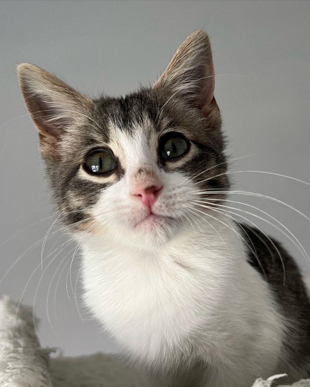 Hi Poppy!
This little cutie came into CAAT when a good Samaritan reached out to us for help. Her boyfriend was traveling in New Mexico when he found the little kitten outside. She was too little to leave on the street so he brought her in. She then called us and asked if he drove her back with him if we could rescue back. Luckily a new foster had just applied so we were able to bring her on. That was a few weeks ago and now she’s about 11 weeks old and ready for adoption! 
This little one is the purrfect little package. Playful, silly and fun. But then when she’s done playing she loves to get her cuddles on. Looking for a sweet sleeping partner? 
Since Poppy has been a Singleton she definitely is looking for a home with another cat so that she can finally play and be with another kitty. This is super important for her development. 
Poppy is also sort of a messy little eater and loves her food! 😂❤️ It’s giving her a little bit of acne on her nose from diving her face into the bowl. 😂😍🤦🏻‍♀️ As a tiny kitten she had to fend for herself on the streets, but hopefully she will start to realize soon that the food supply isn’t going away for her anytime soon. ❤️
DM for an adoption questionnaire for Poppy!
.
.
,
,
,
.
,
.
.
.
,
<a target='_blank' href='https://www.instagram.com/explore/tags/streetstothesheets/'>#streetstothesheets</a><a target='_blank' href='https://www.instagram.com/explore/tags/tabbykitten/'>#tabbykitten</a><a target='_blank' href='https://www.instagram.com/explore/tags/catpics/'>#catpics</a><a target='_blank' href='https://www.instagram.com/explore/tags/catlife/'>#catlife</a><a target='_blank' href='https://www.instagram.com/explore/tags/catfoster/'>#catfoster</a><a target='_blank' href='https://www.instagram.com/explore/tags/huffgrampost/'>#huffgrampost</a><a target='_blank' href='https://www.instagram.com/explore/tags/spayandneuter/'>#spayandneuter</a><a target='_blank' href='https://www.instagram.com/explore/tags/kittiesofinstagram/'>#kittiesofinstagram</a><a target='_blank' href='https://www.instagram.com/explore/tags/kittenlife/'>#kittenlife</a><a target='_blank' href='https://www.instagram.com/explore/tags/adoptme/'>#adoptme</a><a target='_blank' href='https://www.instagram.com/explore/tags/catfoster/'>#catfoster</a><a target='_blank' href='https://www.instagram.com/explore/tags/kittenfoster/'>#kittenfoster</a><a target='_blank' href='https://www.instagram.com/explore/tags/meowmonday/'>#meowmonday</a><a target='_blank' href='https://www.instagram.com/explore/tags/longbeach/'>#longbeach</a><a target='_blank' href='https://www.instagram.com/explore/tags/kittykat/'>#kittykat</a><a target='_blank' href='https://www.instagram.com/explore/tags/adoptdontshop/'>#adoptdontshop</a>