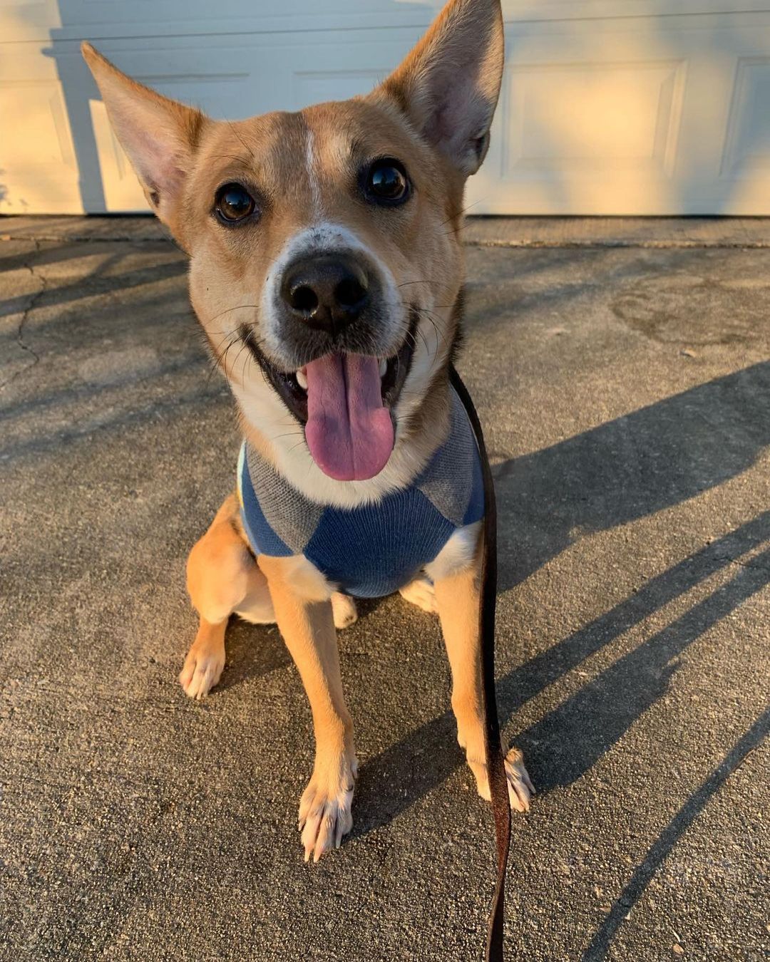 Foster Friday Spotlight🌟

“Hi my names Fox or as my foster momma calls me Foxy! I’m a 38 lb basenji mix full of love and goofiness. Though I have tons of love to give, I am weary of new people, and tend to stick to one (usually female) person. I love the outdoors, and am happiest rolling in a good patch of grass! I am chicken, horse, and small dog friendly! (Word on the street I’m even good with cats, though my foster momma hasn’t tested that out yet). Though I am quite the dog friendly fellow I tend to like to be the dominant one in the mix, so a more submissive play partner is ideal. I’ll ride in a car all day, safely in the back seat, to whatever destination you desire. I am house broken, good In my kennel, walk well on a leash, and at your request play dress up. I don’t appear to be food aggressive, but I’m very timid when I eat, and will only eat when my person is close by. I’d love a quiet home, where I can learn not to be fearful of new people/things, and have plenty of yard space for my zoomies.”

Fox is a very special dog, who will need the perfect home. His fear of new things means he will need someone dedicated to helping him transition into “normal” dog life. He would be best suited with a small quiet home, preferably no children. He loves to play with other dogs, so a furry friend would suit him well as long as they are on the more submissive side. 

For more info, please email foster@caabr.org!🐾