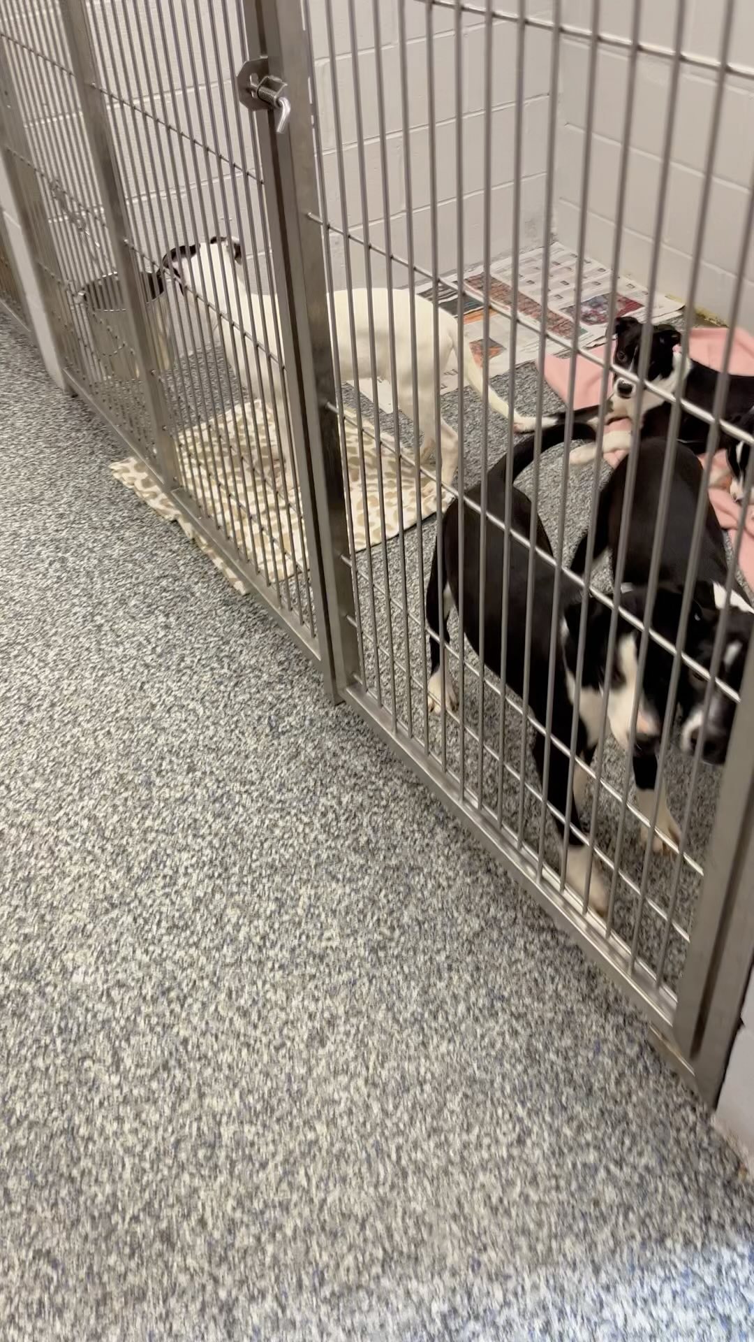 Our “Cereal Killer” puppies (male, Bully mixed breed, UTD, neutered) and Bewitched (female, smallest, Boxer mix, UTD) are still waiting for forever homes. WE WILL BE OPEN WEDNESDAY 3-7PM, THURSDAY/FRIDAY 12-2PM AND SATURDAY 10AM-2PM! Stop in to apply. Please share! 🐶🐾❤️