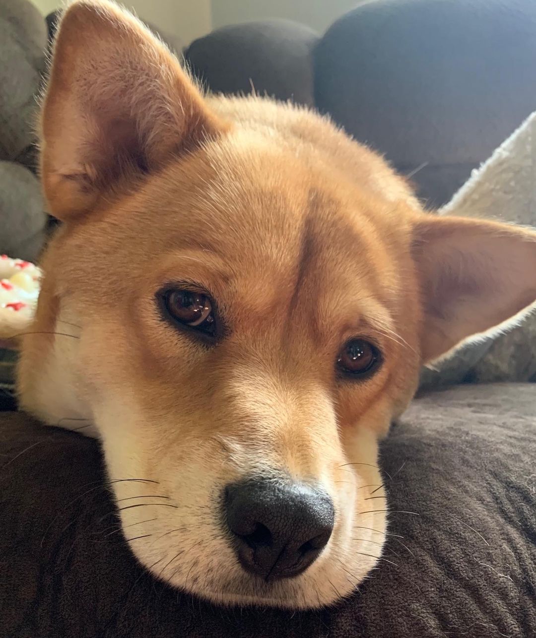 Meet Sandy!
🐾Female
🐾Age: 2 years old 
🐾Weight: 44 lbs 
🐾Breed: Shiba Inu Mix
❤️
Hey there, I’m Sandy! I’m a very shy girl who has come to love her foster parents and foster fur siblings after living in the wild for the first two years of my life so I’m still learning the ropes of what it’s like to be in a loving home. I know that once I find my forever family who will give me all the love I deserve; I will warm up!
☀️
I’m still working on the basics; I’m truly not a fan of walking on a leash but I’m trying to work on it. With that, a fenced in yard would be best to safely get my energy out but dog parks would also work for me since I get along with all dogs! I have not mastered house training, but I think I’m getting the hang of it and with patience, routine, and repetition I think I will have it mastered in no time!
🍁
I have learned to go into my kennel with the help of a tasty treat and sleep there perfectly comfy at night. I do wake up every night routinely to go potty and will bark to let you know. I don’t like to be left alone for too long; otherwise, I am quite the talker! I love playing with my foster fur siblings and will require a fur sibling in my forever home who will continue showing me the ropes which will allow me to gain more confidence by following their lead. I have not fully met cats; however, I have seen a barn cat in passing and didn’t seem to mind it too much.
🌻
I like to nudge you to entice you to play with me. I do tend to nibble sometimes instead of nudge when I get super excited but I’m starting to learn that I shouldn’t do that when you tell me. I love having a toy that I can chew on and squeak; if not, I can get bored and look for other cool “chew toys” that are left in my reach. I am really excited to find my perfect forever family who is not only willing to give me a chance but is patient and loving! 
🍎
If you are interested in meeting Sandy, apply to adopt her at www.causeforcanines.org
Adoption fee: $250
Must be an Ohio resident & 23 or older.
Children must be 8 or older.