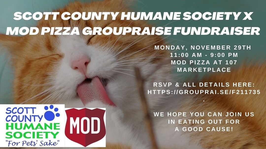 Tomorrow MOD Pizza is donating 20% of takeout orders to Scott County Humane Society! Take a night off from cooking and join us in eating for a great cause. MOD Pizza accepts Takeout, Delivery & Pick up orders made online using the promo code GR211735S or in store mentioning Scott County Humane Society. You can RSVP & see all details here: https://grouprai.se/s211735 <a target='_blank' href='https://www.instagram.com/explore/tags/groupraise/'>#groupraise</a> <a target='_blank' href='https://www.instagram.com/explore/tags/modpizza/'>#modpizza</a> <a target='_blank' href='https://www.instagram.com/explore/tags/scottcountyhumanesociety/'>#scottcountyhumanesociety</a> <a target='_blank' href='https://www.instagram.com/explore/tags/savethedate/'>#savethedate</a>