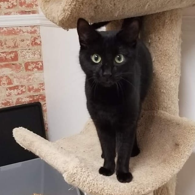 Hey guys! 
You can sleep all you want. It's getting late and you might be tired, but me?? I am SO excited to finally be FREEEEEEEEEEEEEE from a shelter cage and able to run and climb and play!!!!!!! 😻
I was one of the 25 cats rescued during the Thanksgiving Shelter Run a few days ago! 
I am Molly, or I might be my twin sister Meghan! Idk and, truthfully, neither do the volunteers here! 🙃  Fact is, it doesn't matter which one I am because we are only available as a pair and we are currently extremely happy to have been rescued. 😻😻 
So I guess what I really want to say is thank you so much! ❤  You made two kittens very VERY HAPPY! We hope you have a good night and if you want two amazing, purry angels to join you on your journey then ask for Molly and Meghan.  We are wide awake and waiting for you! 
https://www.goldenpawsociety.org/adoption-application.html
Available at our Adoption Center in Huntington Station NY
<a target='_blank' href='https://www.instagram.com/explore/tags/rescuedisthenewblack/'>#rescuedisthenewblack</a> <a target='_blank' href='https://www.instagram.com/explore/tags/blackcatsrule/'>#blackcatsrule</a> <a target='_blank' href='https://www.instagram.com/explore/tags/adoptable/'>#adoptable</a> <a target='_blank' href='https://www.instagram.com/explore/tags/twins/'>#twins</a>