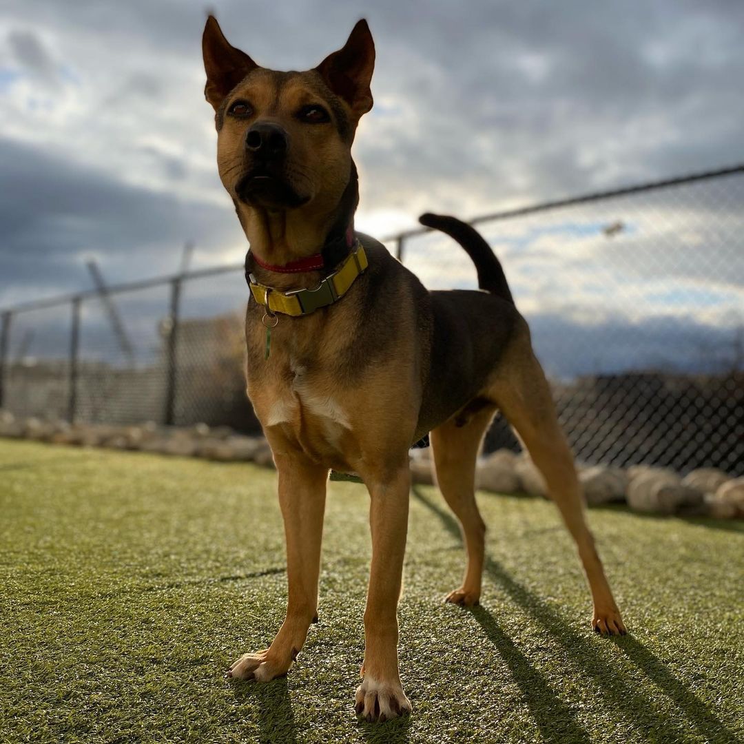 Sundays are for the pups! What a perfect fall day to do what we love; play, eat treats, snap some pictures and wait for our <a target='_blank' href='https://www.instagram.com/explore/tags/fureverfamily/'>#fureverfamily</a>! We currently have dogs from a few months old to senior age looking for homes. So many good dogs just waiting to meet you! Pictured is Lilo, Saffron, Solo, Stitch, Pretzel, Philly, Elle, Clifton, Zero, Enzo
🐾
How did you spend your Sunday? Which dog is your favorite? Comment below! Apply now or to learn about these cuties follow the link in our bio! 
:
:
:
<a target='_blank' href='https://www.instagram.com/explore/tags/dogs/'>#dogs</a> <a target='_blank' href='https://www.instagram.com/explore/tags/dogsofinstagram/'>#dogsofinstagram</a> <a target='_blank' href='https://www.instagram.com/explore/tags/dog/'>#dog</a> <a target='_blank' href='https://www.instagram.com/explore/tags/adopt/'>#adopt</a> <a target='_blank' href='https://www.instagram.com/explore/tags/adoptme/'>#adoptme</a> <a target='_blank' href='https://www.instagram.com/explore/tags/rescued/'>#rescued</a> <a target='_blank' href='https://www.instagram.com/explore/tags/labmix/'>#labmix</a> <a target='_blank' href='https://www.instagram.com/explore/tags/labrador/'>#labrador</a> <a target='_blank' href='https://www.instagram.com/explore/tags/boxer/'>#boxer</a> <a target='_blank' href='https://www.instagram.com/explore/tags/terrier/'>#terrier</a> <a target='_blank' href='https://www.instagram.com/explore/tags/labradorretriever/'>#labradorretriever</a> <a target='_blank' href='https://www.instagram.com/explore/tags/shibainu/'>#shibainu</a> <a target='_blank' href='https://www.instagram.com/explore/tags/pitbull/'>#pitbull</a> <a target='_blank' href='https://www.instagram.com/explore/tags/amstaff/'>#amstaff</a> <a target='_blank' href='https://www.instagram.com/explore/tags/staffy/'>#staffy</a> <a target='_blank' href='https://www.instagram.com/explore/tags/bully/'>#bully</a> <a target='_blank' href='https://www.instagram.com/explore/tags/mutt/'>#mutt</a> <a target='_blank' href='https://www.instagram.com/explore/tags/mix/'>#mix</a> <a target='_blank' href='https://www.instagram.com/explore/tags/pointer/'>#pointer</a> <a target='_blank' href='https://www.instagram.com/explore/tags/hound/'>#hound</a> <a target='_blank' href='https://www.instagram.com/explore/tags/doggo/'>#doggo</a> <a target='_blank' href='https://www.instagram.com/explore/tags/terrier/'>#terrier</a> <a target='_blank' href='https://www.instagram.com/explore/tags/puppy/'>#puppy</a> <a target='_blank' href='https://www.instagram.com/explore/tags/puppiesofinstagram/'>#puppiesofinstagram</a> <a target='_blank' href='https://www.instagram.com/explore/tags/puppylove/'>#puppylove</a> <a target='_blank' href='https://www.instagram.com/explore/tags/doglove/'>#doglove</a> <a target='_blank' href='https://www.instagram.com/explore/tags/goodvibes/'>#goodvibes</a> <a target='_blank' href='https://www.instagram.com/explore/tags/sundayfunday/'>#sundayfunday</a> <a target='_blank' href='https://www.instagram.com/explore/tags/sunday/'>#sunday</a><a target='_blank' href='https://www.instagram.com/explore/tags/canecorso/'>#canecorso</a>