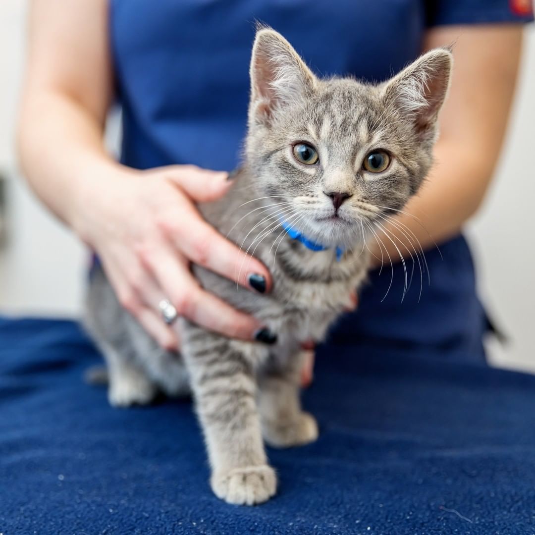 Homeless pets like are hoping for your support today—Giving Tuesday, a global day of giving & one of the most important days of the year for at-risk animals. 

And today your support works twice as hard, thanks to the generous support of PAWS Chicago adopter, Erin Fauber, your donation will be matched up to $10,000! 
 
Charity Navigator, the nation’s largest independent evaluator, has rated PAWS Chicago at its highest 4-star ranking for 19 consecutive years—an achievement earned by less than 1% of charities in the nation. That means your donation goes further and saves more pets. As a leader in the No Kill movement, PAWS Chicago is committed to the life of every pet we take in and make sure your donation gives animals in need the second chance they deserve.

Donate at the link in bio.