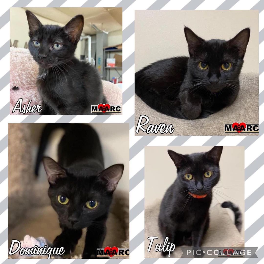 🐾🔹🐾🔸
This has been a year of a lot of black cats and they tend to sit in shelters longer than other cats. So to celebrate all that is glorious with these beautiful mini-panthers and hopefully encourage adopting one of our darker colored felines, we are reducing adoption fees on all black cats and kittens to $25 with an approved application! 

Visit our website www.maarcadopt.org to apply online or call/text our Cat Adoption Coordinators Stephanie at 908-331-0462 or Cheryl at 865-755-5392.

<a target='_blank' href='https://www.instagram.com/explore/tags/animalrescue/'>#animalrescue</a> <a target='_blank' href='https://www.instagram.com/explore/tags/rescuepets/'>#rescuepets</a> <a target='_blank' href='https://www.instagram.com/explore/tags/adoptdontshop/'>#adoptdontshop</a> <a target='_blank' href='https://www.instagram.com/explore/tags/animals/'>#animals</a> <a target='_blank' href='https://www.instagram.com/explore/tags/cats/'>#cats</a> <a target='_blank' href='https://www.instagram.com/explore/tags/rescue/'>#rescue</a>  <a target='_blank' href='https://www.instagram.com/explore/tags/catsofinstagram/'>#catsofinstagram</a>  <a target='_blank' href='https://www.instagram.com/explore/tags/animalshelter/'>#animalshelter</a> <a target='_blank' href='https://www.instagram.com/explore/tags/shelterpets/'>#shelterpets</a> <a target='_blank' href='https://www.instagram.com/explore/tags/rescuecats/'>#rescuecats</a>  <a target='_blank' href='https://www.instagram.com/explore/tags/adopt/'>#adopt</a> <a target='_blank' href='https://www.instagram.com/explore/tags/nokillrescue/'>#nokillrescue</a> <a target='_blank' href='https://www.instagram.com/explore/tags/nokillmaryville/'>#nokillmaryville</a> <a target='_blank' href='https://www.instagram.com/explore/tags/nokillshelter/'>#nokillshelter</a> <a target='_blank' href='https://www.instagram.com/explore/tags/tennessee/'>#tennessee</a> <a target='_blank' href='https://www.instagram.com/explore/tags/fosteringsaveslives/'>#fosteringsaveslives</a> <a target='_blank' href='https://www.instagram.com/explore/tags/maarcadopt/'>#maarcadopt</a> <a target='_blank' href='https://www.instagram.com/explore/tags/rescuefosteradopt/'>#rescuefosteradopt</a> <a target='_blank' href='https://www.instagram.com/explore/tags/maarc/'>#maarc</a> <a target='_blank' href='https://www.instagram.com/explore/tags/maarcanimals/'>#maarcanimals</a>