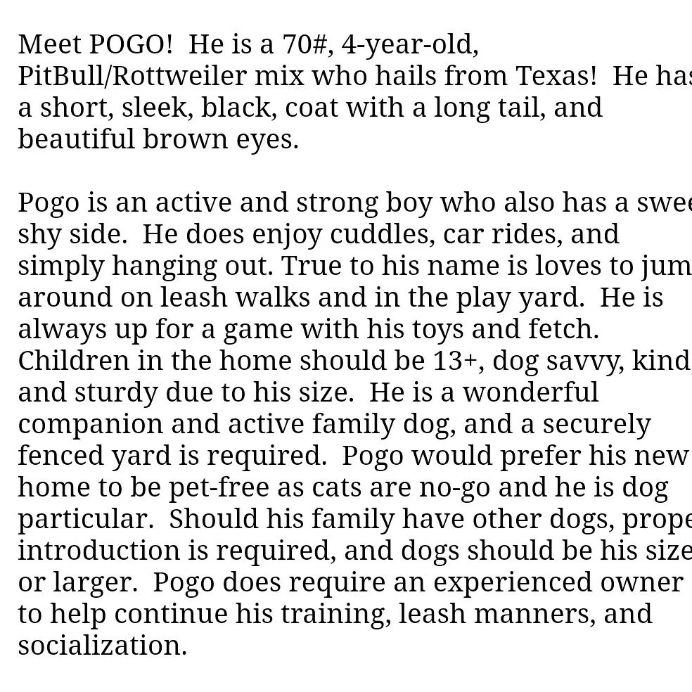 Meet Pogo !!!! Please help post and share this handsome boy so he can find his furever home ❤️