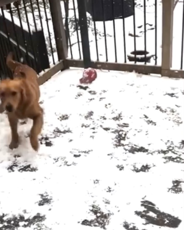 Their first snow fall ❄️

Some of our Paws rescues were so excited to see snow for the first time… some not so much! 

What was your dog’s first reaction to snow? 

<a target='_blank' href='https://www.instagram.com/explore/tags/adoptdontshop/'>#adoptdontshop</a> <a target='_blank' href='https://www.instagram.com/explore/tags/rescue/'>#rescue</a> <a target='_blank' href='https://www.instagram.com/explore/tags/adopt/'>#adopt</a> <a target='_blank' href='https://www.instagram.com/explore/tags/snow/'>#snow</a> <a target='_blank' href='https://www.instagram.com/explore/tags/dogsofinstagram/'>#dogsofinstagram</a>