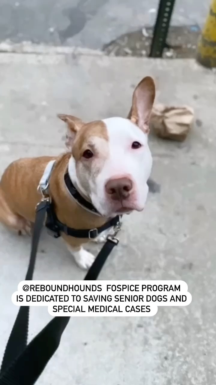 This <a target='_blank' href='https://www.instagram.com/explore/tags/givingtuesday/'>#givingtuesday</a> help @reboundhounds give senior <a target='_blank' href='https://www.instagram.com/explore/tags/fospice/'>#fospice</a> dogs the love and care they deserve ❤️ head to our bio or click to donate💕