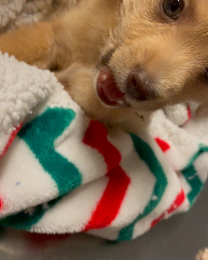 Update! Donations Still needed. But baby boy is eating if syringe fed. He is currently on strong pain medication and will have his jaw surgically wired. 😩. Because he is only 7-8 weeks old his jaw should fuse as he grows. He will need a second surgery in 2 months. 

This sweet boy will be ok.  Thank you to everyone who is donating!! Lets keep it going for this poor baby. 

Venmo Dogsinneed (business account)