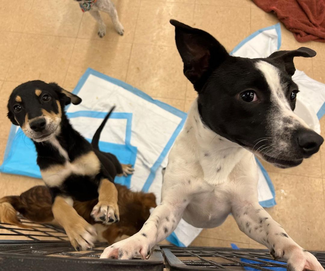 Happy Saturday Everyone!! 😃🐾👋🏼

Today we are at PETCO until 3:00 pm with some of the most ADORABLE fur-kids who are waiting to find their furever homes!!

So that you are adoption ready and approved as an adopter, please click the link below to view our adoption procedures and requirements: ⬇️

https://www.imperialcountyhumane.org/adoption-requirements

We hope to see you all there! Please share! 🐾❤️
<a target='_blank' href='https://www.instagram.com/explore/tags/ItsAGreatDayToAdopt/'>#ItsAGreatDayToAdopt</a>