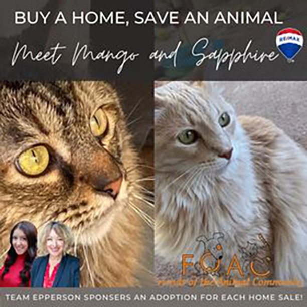 Let's get these two bonded pair into a new home for the holidays!  <a target='_blank' href='https://www.instagram.com/explore/tags/TeamEpperson/'>#TeamEpperson</a>  powered by RE/MAX GOLD Sonora is sponsoring Mango and Sapphire's adoption fees!!
**Bonded Pair – Sapphire and Mango** Sapphire and Mango were left behind at their home when their owners moved to Texas. Friends were supposed to take them, as the new owners of the house are allergic, friends ended up adopting other kittens waiting for a response. 
Sapphire is a 7-year-old female and Mango is an 8-year-old male, they are a bonded pair. The current foster says that Sapphire is very shy; she warms up to men.  We are looking for a quiet home for them to live together. 
To adopt please call the facility. 209-533-3622 or fill out the form https://www.foac.us/cat-adoption-application/
@mountaindreamhomes 
@sonorasusan <a target='_blank' href='https://www.instagram.com/explore/tags/teamepperson/'>#teamepperson</a>