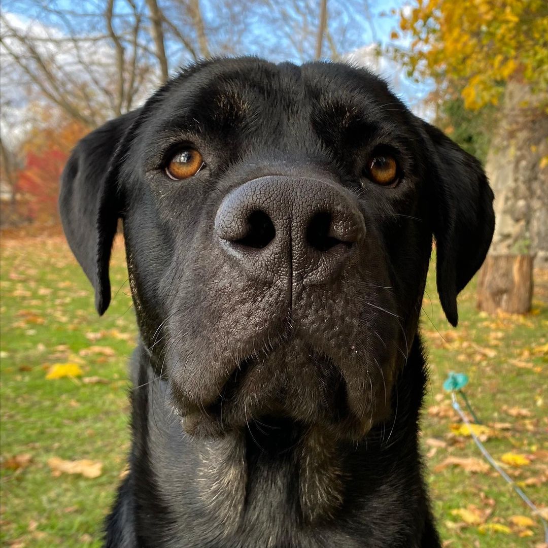 Sundays are for the pups! What a perfect fall day to do what we love; play, eat treats, snap some pictures and wait for our <a target='_blank' href='https://www.instagram.com/explore/tags/fureverfamily/'>#fureverfamily</a>! We currently have dogs from a few months old to senior age looking for homes. So many good dogs just waiting to meet you! Pictured is Lilo, Saffron, Solo, Stitch, Pretzel, Philly, Elle, Clifton, Zero, Enzo
🐾
How did you spend your Sunday? Which dog is your favorite? Comment below! Apply now or to learn about these cuties follow the link in our bio! 
:
:
:
<a target='_blank' href='https://www.instagram.com/explore/tags/dogs/'>#dogs</a> <a target='_blank' href='https://www.instagram.com/explore/tags/dogsofinstagram/'>#dogsofinstagram</a> <a target='_blank' href='https://www.instagram.com/explore/tags/dog/'>#dog</a> <a target='_blank' href='https://www.instagram.com/explore/tags/adopt/'>#adopt</a> <a target='_blank' href='https://www.instagram.com/explore/tags/adoptme/'>#adoptme</a> <a target='_blank' href='https://www.instagram.com/explore/tags/rescued/'>#rescued</a> <a target='_blank' href='https://www.instagram.com/explore/tags/labmix/'>#labmix</a> <a target='_blank' href='https://www.instagram.com/explore/tags/labrador/'>#labrador</a> <a target='_blank' href='https://www.instagram.com/explore/tags/boxer/'>#boxer</a> <a target='_blank' href='https://www.instagram.com/explore/tags/terrier/'>#terrier</a> <a target='_blank' href='https://www.instagram.com/explore/tags/labradorretriever/'>#labradorretriever</a> <a target='_blank' href='https://www.instagram.com/explore/tags/shibainu/'>#shibainu</a> <a target='_blank' href='https://www.instagram.com/explore/tags/pitbull/'>#pitbull</a> <a target='_blank' href='https://www.instagram.com/explore/tags/amstaff/'>#amstaff</a> <a target='_blank' href='https://www.instagram.com/explore/tags/staffy/'>#staffy</a> <a target='_blank' href='https://www.instagram.com/explore/tags/bully/'>#bully</a> <a target='_blank' href='https://www.instagram.com/explore/tags/mutt/'>#mutt</a> <a target='_blank' href='https://www.instagram.com/explore/tags/mix/'>#mix</a> <a target='_blank' href='https://www.instagram.com/explore/tags/pointer/'>#pointer</a> <a target='_blank' href='https://www.instagram.com/explore/tags/hound/'>#hound</a> <a target='_blank' href='https://www.instagram.com/explore/tags/doggo/'>#doggo</a> <a target='_blank' href='https://www.instagram.com/explore/tags/terrier/'>#terrier</a> <a target='_blank' href='https://www.instagram.com/explore/tags/puppy/'>#puppy</a> <a target='_blank' href='https://www.instagram.com/explore/tags/puppiesofinstagram/'>#puppiesofinstagram</a> <a target='_blank' href='https://www.instagram.com/explore/tags/puppylove/'>#puppylove</a> <a target='_blank' href='https://www.instagram.com/explore/tags/doglove/'>#doglove</a> <a target='_blank' href='https://www.instagram.com/explore/tags/goodvibes/'>#goodvibes</a> <a target='_blank' href='https://www.instagram.com/explore/tags/sundayfunday/'>#sundayfunday</a> <a target='_blank' href='https://www.instagram.com/explore/tags/sunday/'>#sunday</a><a target='_blank' href='https://www.instagram.com/explore/tags/canecorso/'>#canecorso</a>