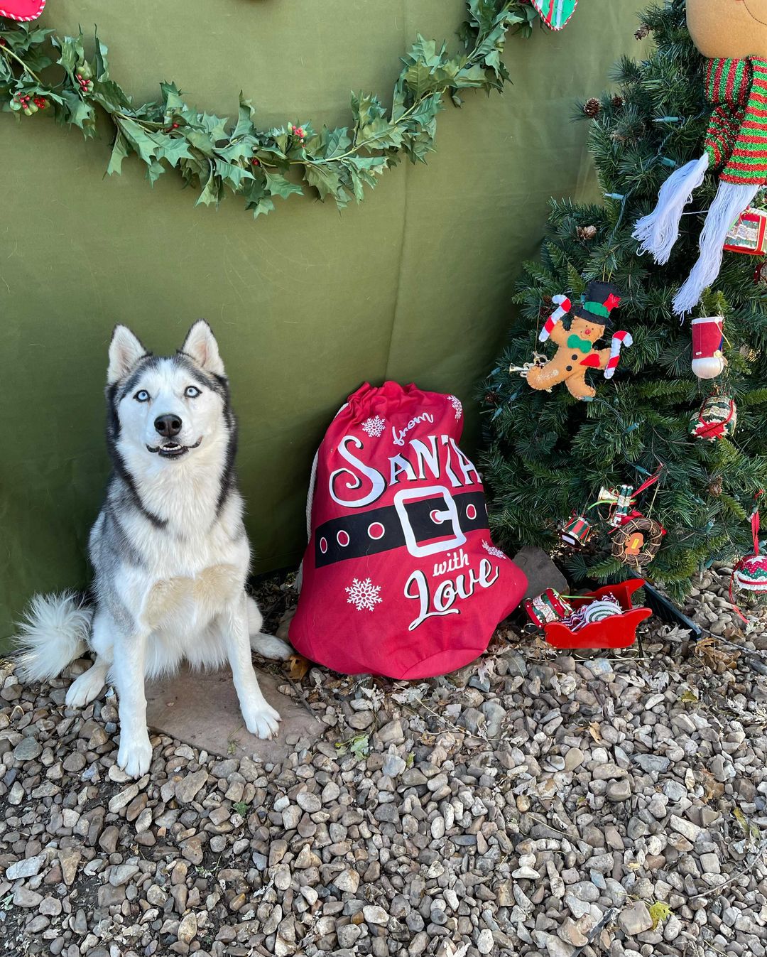 We are a 501c3 nonprofit husky rescue located in Eufaula, OK. We currently have around 70 dogs in our care and we need your help. Donations go towards housing, monthly preventatives, vaccines, and medical care.