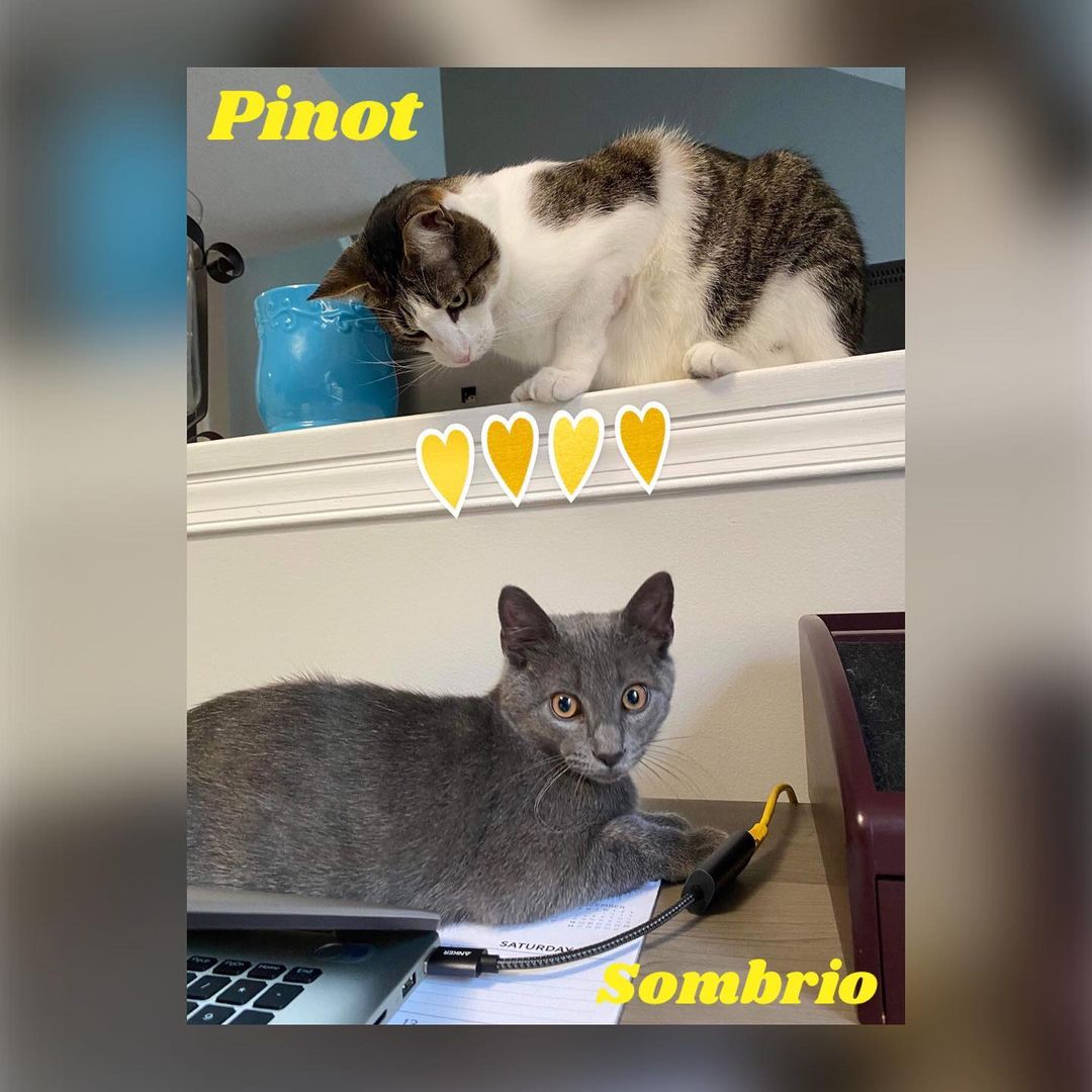 Turns out they are a simply purrfect pair! Pinot and Sombrio are an adult and a baby who share the same fabulous foster family 💙 These two have a unique relationship and can often be found hanging out together. Not cuddling per se but enjoying each others company. They are not bonded but it would be so sweet to see them find a furrever home together 🙏🏼🐱🏡 <a target='_blank' href='https://www.instagram.com/explore/tags/twocatsarebetterthanone/'>#twocatsarebetterthanone</a> 

Have a heart ❤️ and home 🏠 for two🐱🐱? Apply to adopt today 👉🏼savehomelessanimals.org
.
.
.
🍷 Pinot has been with his foster family since January. He is 6 years old with the most gorgeous long legs. He’s a really tall regal dude and a pretty quiet cat 🐈 who enjoys typical cat activities especially watching the birds and squirrels outside, head and chin scratchies, and lounging in laps while the hoomans watch TV. A quiet, low traffic home is where he would find happiness. 

<a target='_blank' href='https://www.instagram.com/explore/tags/savehomelessanimals/'>#savehomelessanimals</a> <a target='_blank' href='https://www.instagram.com/explore/tags/adoptdontshop/'>#adoptdontshop</a> <a target='_blank' href='https://www.instagram.com/explore/tags/secondchance/'>#secondchance</a>  <a target='_blank' href='https://www.instagram.com/explore/tags/purritos/'>#purritos</a> <a target='_blank' href='https://www.instagram.com/explore/tags/adoptme/'>#adoptme</a> <a target='_blank' href='https://www.instagram.com/explore/tags/meow/'>#meow</a> <a target='_blank' href='https://www.instagram.com/explore/tags/adoptasheltercat/'>#adoptasheltercat</a> <a target='_blank' href='https://www.instagram.com/explore/tags/purrfect/'>#purrfect</a> <a target='_blank' href='https://www.instagram.com/explore/tags/fostersrock/'>#fostersrock</a> <a target='_blank' href='https://www.instagram.com/explore/tags/simplypurrfect/'>#simplypurrfect</a> <a target='_blank' href='https://www.instagram.com/explore/tags/petsarefamily/'>#petsarefamily</a> <a target='_blank' href='https://www.instagram.com/explore/tags/centraljersey/'>#centraljersey</a> <a target='_blank' href='https://www.instagram.com/explore/tags/princeton/'>#princeton</a> <a target='_blank' href='https://www.instagram.com/explore/tags/montgomerynj/'>#montgomerynj</a> <a target='_blank' href='https://www.instagram.com/explore/tags/skillmannj/'>#skillmannj</a> <a target='_blank' href='https://www.instagram.com/explore/tags/bellemeadnj/'>#bellemeadnj</a>