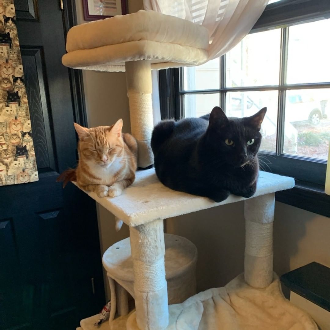 HAPPY TAILS SUNDAY!
The best part of being a Cat Rangers volunteer is seeing our kitties in their new homes.  We love seeing these happily ever after photos with their families. Thank you for sharing their stories and we wish our new families many years of fun and joy with their new babies.