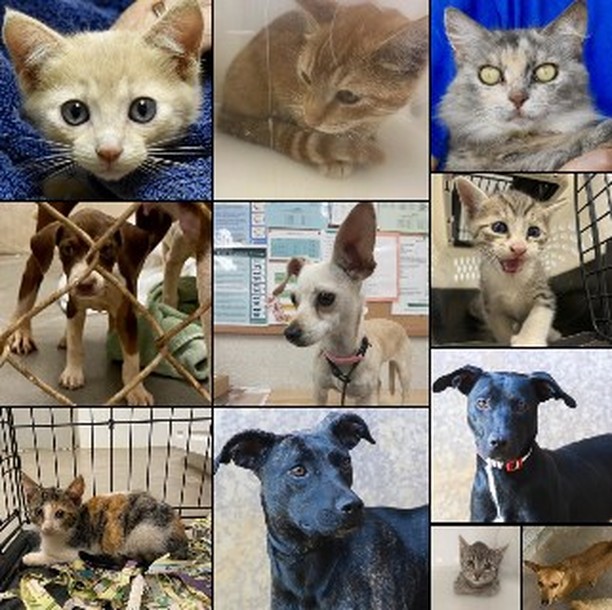Mahalo to everyone who took a dog home for Thanksgiving! We also really appreciate all of our adopters and fosters this past week. 

Last week we had 22 positive release outcomes!
Including… 

17 ADOPTIONS
4 ANIMALS RETURNED TO THEIR FAMILIES
1 TRANSFER

ADOPTED DOGS
Lava
Tiki
Beans
Akachan
Sassafrass
Pebbles
Yelena
BamBam

ADOPTED CATS
Woohoo
Sprinklet
Rella
Bigsby
Dolores
Bendita
Kaleco
Turkey
Anabelle

TRANSFERRED DOGS
Kekai

Despite all of these positive outcomes, we still have a very full shelter. If you can foster an animal please email fosters@kauaihumane.org or text or call the foster phone at 808-631-2844. 

<a target='_blank' href='https://www.instagram.com/explore/tags/positiveoutcomes/'>#positiveoutcomes</a> <a target='_blank' href='https://www.instagram.com/explore/tags/fosteringsaveslives/'>#fosteringsaveslives</a> <a target='_blank' href='https://www.instagram.com/explore/tags/successfuladoptions/'>#successfuladoptions</a> <a target='_blank' href='https://www.instagram.com/explore/tags/loveallanimals/'>#loveallanimals</a> <a target='_blank' href='https://www.instagram.com/explore/tags/loverescueanimals/'>#loverescueanimals</a>