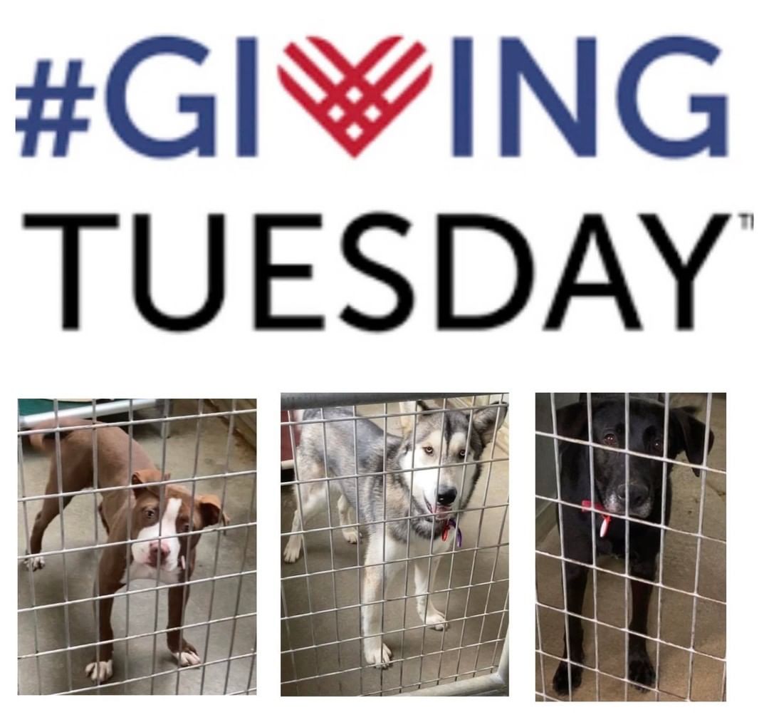 Donation matching for Giving Tuesday starts in 1 hour on Facebook! 

Giving Tuesday is TODAY, Nov.30th. Double your donation starts at 8am(EST) and will occur until the funds run out nation wide. 

If you were considering giving to K-9 this year, Giving Tuesday is the day to do it! The earlier the better to ensure the funds for matching donations are still available. Your donation can DOUBLE to us! Every single donation is HUGE and will add up. No matter if it’s $5 doubled to $10 or $250 doubled to $500 we will be beyond grateful for every $1 we receive! 

Our goal is to raise $5,000 (matched it would be $10,000) so that we can fix up and make changes to our existing buildings. 

Our shelter has been committed to rescuing dogs for over 30 years. We take in nice temperament dogs in need. We get them fixed and up to date on shots, microchipped, provide medical care as needed, dog evaluations, and adopt them to the best fitting homes that we possibly can. Our building is around 100 years old and requires some upgrades. Please help us provide the best quality care for our dogs and future dogs. 🥰

We LOVE our community! Thank you for supporting K-9! 

Please please share!

<a target='_blank' href='https://www.instagram.com/explore/tags/givingtuesday/'>#givingtuesday</a>