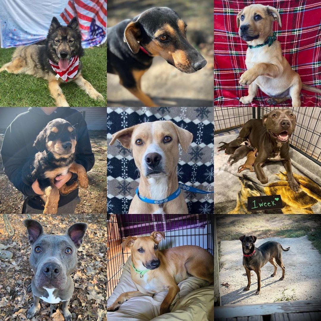 Today, <a target='_blank' href='https://www.instagram.com/explore/tags/givingtuesday/'>#givingtuesday</a>, we celebrate the many faces of <a target='_blank' href='https://www.instagram.com/explore/tags/harveyshopeanimalrescue/'>#harveyshopeanimalrescue</a> 
.
Your support and generosity have made it possible for us to save the lives of 1,100+ pups, who had been abused, unwanted or neglected. Pups of all ages, breeds and sizes. We often ask for help from our supporters, who always answer the call. We ask again today…please…give hope, give life, give love. Please donate.
.
<a target='_blank' href='https://www.instagram.com/explore/tags/givingtuesday2021/'>#givingtuesday2021</a> <a target='_blank' href='https://www.instagram.com/explore/tags/hhar/'>#hhar</a> <a target='_blank' href='https://www.instagram.com/explore/tags/savinglives/'>#savinglives</a> <a target='_blank' href='https://www.instagram.com/explore/tags/donate/'>#donate</a> <a target='_blank' href='https://www.instagram.com/explore/tags/give/'>#give</a> <a target='_blank' href='https://www.instagram.com/explore/tags/dogood/'>#dogood</a> <a target='_blank' href='https://www.instagram.com/explore/tags/helpushelpthem/'>#helpushelpthem</a>