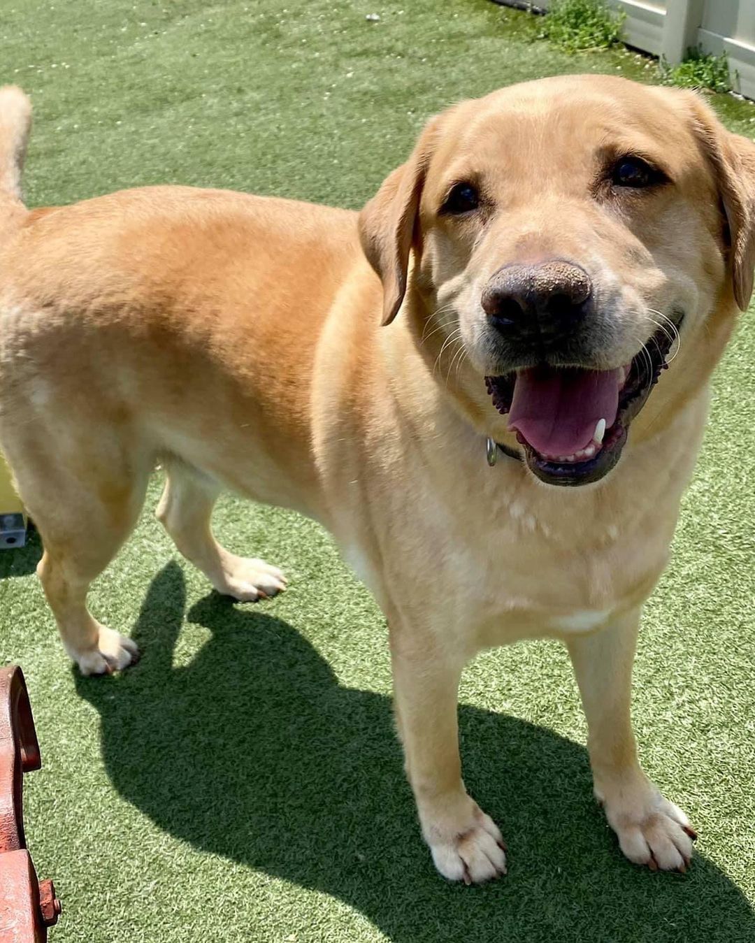 Lab lovers 🔊 we have your boy!! Meet handsome, smart and well behaved Dallas. 

Just like his city namesake, Dallas is big - 95 lbs of yellow lab love. Some stats on our sweet lug…
Great with dogs ✅ 
Nice to cats ✅ 
Fully potty trained and crate trained ✅✅
Walks well on a leash ✅
Knows many basic commands such as sit, stay and down ✅✅✅
Loves snuggles and playtime equally ✅✅

Like many labs, Dallas tore his ACL playing with his friends, but we are covering his surgery and he should have no long term effects. He also prefers a home without small children, but would welcome other animals living with him. 

Here are a few words from one of our volunteers/fosters who has spent time with Dallas in her home:

“From my experience I can say he is such a good boy! Dallas is crate trained, fully potty trained, knows commands like sit, shake, and down. He is good on a leash and enjoys his walks. He is a very happy boy and loves attention and belly rubs. He also LOVES to play fetch. Dallas enjoys meeting other dogs and seems to ignore our cat so far. He is perfect for anyone looking for a classic happy-go-lucky lab.”

What a very good boy! Fill out an app to bring this handsome labby pup home! 💛💛💛

<a target='_blank' href='https://www.instagram.com/explore/tags/adoptme/'>#adoptme</a> <a target='_blank' href='https://www.instagram.com/explore/tags/lab/'>#lab</a> <a target='_blank' href='https://www.instagram.com/explore/tags/rescuelab/'>#rescuelab</a> <a target='_blank' href='https://www.instagram.com/explore/tags/rescuedog/'>#rescuedog</a> <a target='_blank' href='https://www.instagram.com/explore/tags/bigboy/'>#bigboy</a> <a target='_blank' href='https://www.instagram.com/explore/tags/yellowlab/'>#yellowlab</a> <a target='_blank' href='https://www.instagram.com/explore/tags/dogsofstl/'>#dogsofstl</a> <a target='_blank' href='https://www.instagram.com/explore/tags/dogsofstlouis/'>#dogsofstlouis</a> <a target='_blank' href='https://www.instagram.com/explore/tags/homefortheholidays/'>#homefortheholidays</a> <a target='_blank' href='https://www.instagram.com/explore/tags/pickme/'>#pickme</a> <a target='_blank' href='https://www.instagram.com/explore/tags/handsome/'>#handsome</a> <a target='_blank' href='https://www.instagram.com/explore/tags/labrador/'>#labrador</a>