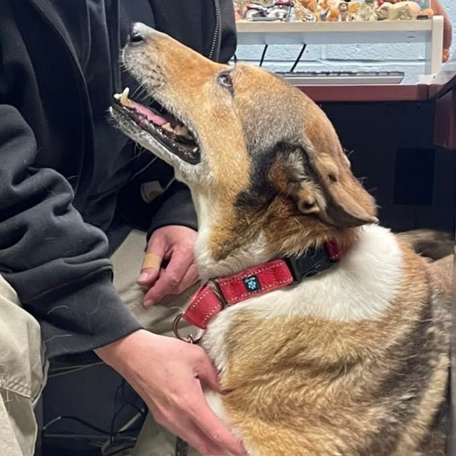 What a great day to hang out with the dogs at the shelter!