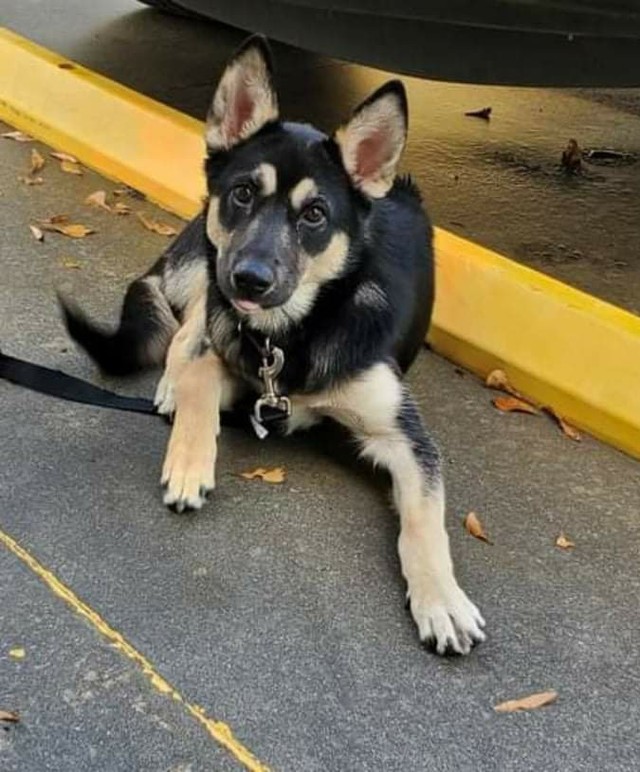 🚩🚩Foster Needed🚩🚩
Xander a 6mth old 30lb Shepherd needs a Foster. He is a sweet boy who just needs some caring family! If you can foster, please message the page! Located in Myrtle Beach SC area!