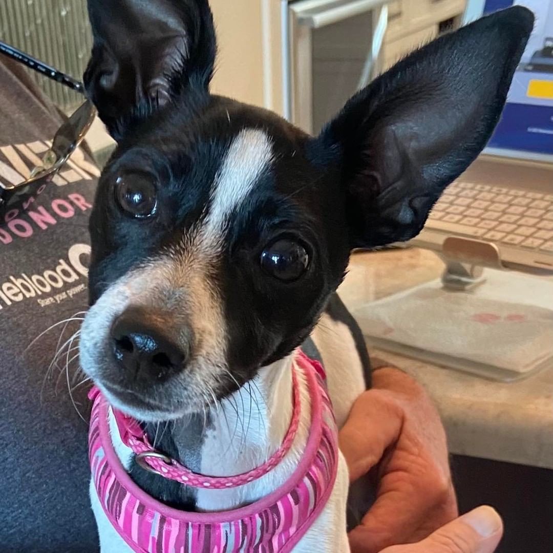 Hey hey, here’s JJ - She’s an 8 month old rat terrier mix puppy. She is full of energy and is a fun little girl, weighing about 8 lbs. She does well with dogs her own size, big dogs scare her. She is 90% potty trained and just needs a little more time.  JJ would be fine with kids over 7 years old. If you would like to meet JJ, please complete an application:

https://thefarmdogrescue.com/farm/adopt-application/