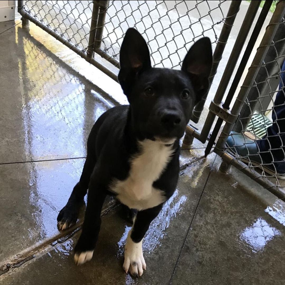 Who doesn’t love puppies?! 2 month old siblings Eloise and Marcus are waiting to meet you! We believe they are McNab/Shepherd mixes, and they are super friendly and playful!

<a target='_blank' href='https://www.instagram.com/explore/tags/puppies/'>#puppies</a> <a target='_blank' href='https://www.instagram.com/explore/tags/puppy/'>#puppy</a> <a target='_blank' href='https://www.instagram.com/explore/tags/mcnab/'>#mcnab</a> <a target='_blank' href='https://www.instagram.com/explore/tags/blackfriday/'>#blackfriday</a> <a target='_blank' href='https://www.instagram.com/explore/tags/cybermonday/'>#cybermonday</a> <a target='_blank' href='https://www.instagram.com/explore/tags/dog/'>#dog</a> <a target='_blank' href='https://www.instagram.com/explore/tags/dogs/'>#dogs</a> <a target='_blank' href='https://www.instagram.com/explore/tags/dogsofinstagram/'>#dogsofinstagram</a> <a target='_blank' href='https://www.instagram.com/explore/tags/shelterdogs/'>#shelterdogs</a>
<a target='_blank' href='https://www.instagram.com/explore/tags/mendocinocoasthumanesociety/'>#mendocinocoasthumanesociety</a> <a target='_blank' href='https://www.instagram.com/explore/tags/humanesociety/'>#humanesociety</a> <a target='_blank' href='https://www.instagram.com/explore/tags/rescue/'>#rescue</a> <a target='_blank' href='https://www.instagram.com/explore/tags/dogrescue/'>#dogrescue</a> <a target='_blank' href='https://www.instagram.com/explore/tags/rescuedismyfavoritebreed/'>#rescuedismyfavoritebreed</a> <a target='_blank' href='https://www.instagram.com/explore/tags/shelter/'>#shelter</a> <a target='_blank' href='https://www.instagram.com/explore/tags/adoptable/'>#adoptable</a> <a target='_blank' href='https://www.instagram.com/explore/tags/adopt/'>#adopt</a> <a target='_blank' href='https://www.instagram.com/explore/tags/adoptdontshop/'>#adoptdontshop</a> <a target='_blank' href='https://www.instagram.com/explore/tags/adoptme/'>#adoptme</a> <a target='_blank' href='https://www.instagram.com/explore/tags/cute/'>#cute</a> <a target='_blank' href='https://www.instagram.com/explore/tags/adorable/'>#adorable</a> <a target='_blank' href='https://www.instagram.com/explore/tags/mendocino/'>#mendocino</a> <a target='_blank' href='https://www.instagram.com/explore/tags/mendocinocoast/'>#mendocinocoast</a> <a target='_blank' href='https://www.instagram.com/explore/tags/fortbragg/'>#fortbragg</a> <a target='_blank' href='https://www.instagram.com/explore/tags/fortbraggca/'>#fortbraggca</a> <a target='_blank' href='https://www.instagram.com/explore/tags/humanesociety/'>#humanesociety</a> <a target='_blank' href='https://www.instagram.com/explore/tags/northcoast/'>#northcoast</a> <a target='_blank' href='https://www.instagram.com/explore/tags/northerncalifornia/'>#northerncalifornia</a>