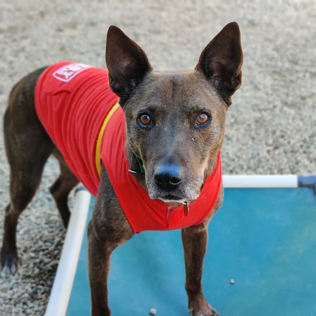 It's Senior Sunday and we'd like to present Oso! Get it? 🐶🎁😉😅 Oso is laid back, likes treats, loves cuddles, and speaks Spanish.  At 10 years old, this handsome boy deserves to be home for the holidays sleeping under the Christmas tree like all nice puppies do. Apply to adopt Oso today on our website downtowndogrescue.org or give him a share to help his people find him 🙏

<a target='_blank' href='https://www.instagram.com/explore/tags/ddroso/'>#ddroso</a> <a target='_blank' href='https://www.instagram.com/explore/tags/adoptdontshop/'>#adoptdontshop</a> <a target='_blank' href='https://www.instagram.com/explore/tags/seniorsunday/'>#seniorsunday</a> <a target='_blank' href='https://www.instagram.com/explore/tags/AustralianCattleDog/'>#AustralianCattleDog</a> <a target='_blank' href='https://www.instagram.com/explore/tags/losangeles/'>#losangeles</a> <a target='_blank' href='https://www.instagram.com/explore/tags/sharingiscaring/'>#sharingiscaring</a> <a target='_blank' href='https://www.instagram.com/explore/tags/shepherdmix/'>#shepherdmix</a>