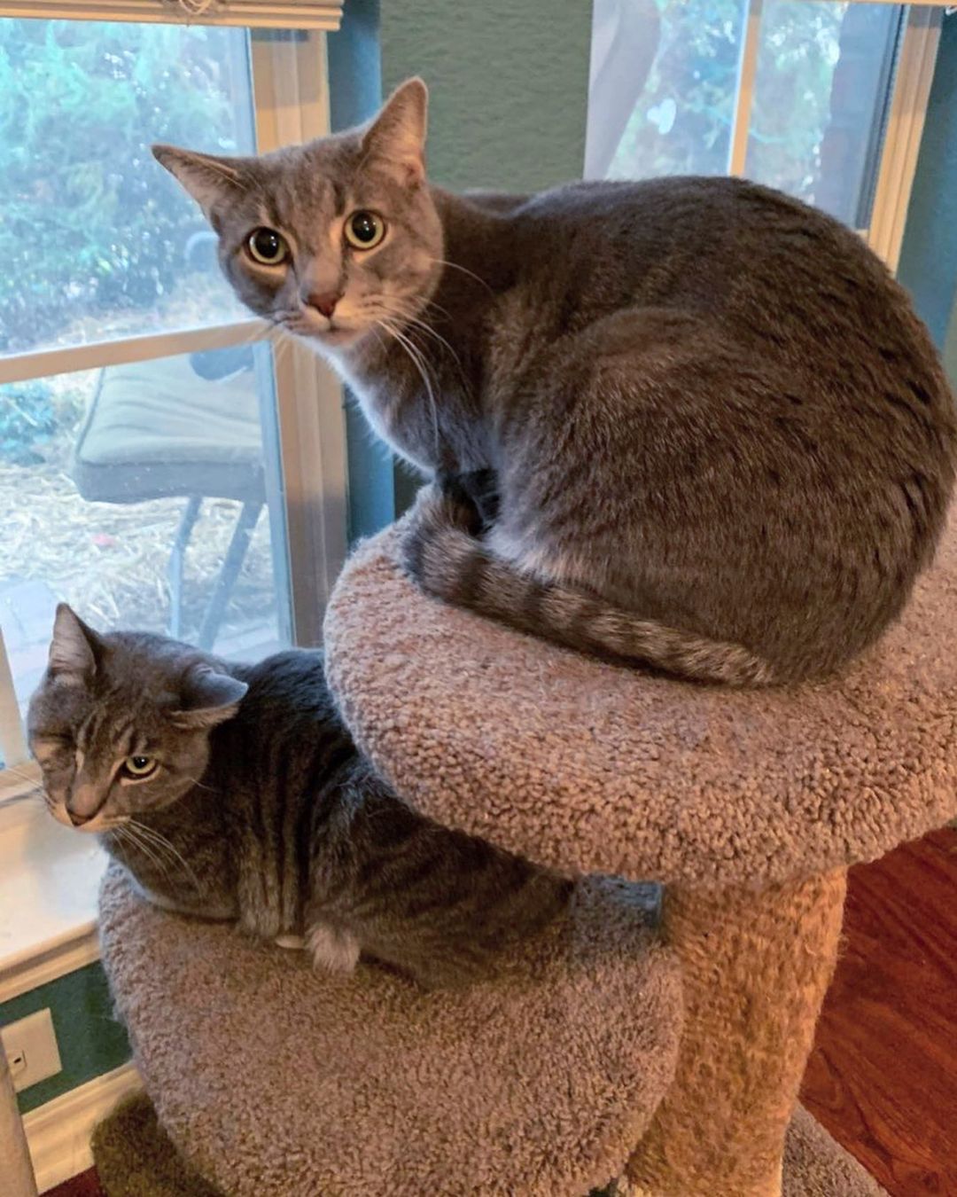 Mica & Kaolin have one wish this holiday season: a forever home! These handsome boys are spending another holiday season in their foster home & we’d like to change that! 🎄
They are fully-vetted, microchipped, litter box trained, and neutered. 

Apply online today using the link to our website in our profile to adopt!
.
.
.

<a target='_blank' href='https://www.instagram.com/explore/tags/fwabandoned/'>#fwabandoned</a> <a target='_blank' href='https://www.instagram.com/explore/tags/adoptdontshop/'>#adoptdontshop</a> <a target='_blank' href='https://www.instagram.com/explore/tags/ADOPT/'>#ADOPT</a> #🐾 <a target='_blank' href='https://www.instagram.com/explore/tags/adoptme/'>#adoptme</a> <a target='_blank' href='https://www.instagram.com/explore/tags/dallas/'>#dallas</a> <a target='_blank' href='https://www.instagram.com/explore/tags/fortworth/'>#fortworth</a> <a target='_blank' href='https://www.instagram.com/explore/tags/texas/'>#texas</a> <a target='_blank' href='https://www.instagram.com/explore/tags/texascat/'>#texascat</a> <a target='_blank' href='https://www.instagram.com/explore/tags/rescue/'>#rescue</a> <a target='_blank' href='https://www.instagram.com/explore/tags/rescuecat/'>#rescuecat</a> <a target='_blank' href='https://www.instagram.com/explore/tags/shelterdog/'>#shelterdog</a> <a target='_blank' href='https://www.instagram.com/explore/tags/catrescue/'>#catrescue</a> <a target='_blank' href='https://www.instagram.com/explore/tags/animalrescue/'>#animalrescue</a> <a target='_blank' href='https://www.instagram.com/explore/tags/catlover/'>#catlover</a> <a target='_blank' href='https://www.instagram.com/explore/tags/cats/'>#cats</a> <a target='_blank' href='https://www.instagram.com/explore/tags/share/'>#share</a> <a target='_blank' href='https://www.instagram.com/explore/tags/repost/'>#repost</a> <a target='_blank' href='https://www.instagram.com/explore/tags/fosteringsaveslives/'>#fosteringsaveslives</a> <a target='_blank' href='https://www.instagram.com/explore/tags/foster/'>#foster</a> <a target='_blank' href='https://www.instagram.com/explore/tags/catsofinstagram/'>#catsofinstagram</a> <a target='_blank' href='https://www.instagram.com/explore/tags/dfw/'>#dfw</a> <a target='_blank' href='https://www.instagram.com/explore/tags/dfwcats/'>#dfwcats</a> <a target='_blank' href='https://www.instagram.com/explore/tags/tabby/'>#tabby</a> <a target='_blank' href='https://www.instagram.com/explore/tags/tabbycat/'>#tabbycat</a> <a target='_blank' href='https://www.instagram.com/explore/tags/christmas/'>#christmas</a> <a target='_blank' href='https://www.instagram.com/explore/tags/christmastree/'>#christmastree</a> <a target='_blank' href='https://www.instagram.com/explore/tags/christmasdecor/'>#christmasdecor</a>