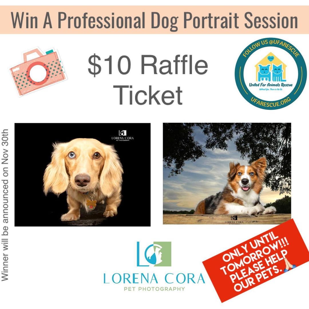 We only have until tomorrow to sell the raffle tickets to help our shelter pets,and you can be the big winner!!!!🙌

Who is ready for a giveaway??🐾🐾🐾

Our Shelter needs your help! 🙏🏻

By purchasing a raffle ticket, you will not only have an incredible memory of your dog captured by @lorena_corapetphotography ,but also will be helping over 200 homeless pets.❤️

Prize includes:

🐾Phone consultation to learn about your pet/s

🐾A photo session for up to two pets from the same household, outdoors on location up to 50 miles from Broward County

🐾A sneak peek preview image on Facebook

🐾A portrait selection appointment in the comfort of your home or agreed location to select your favorite image(s)

🐾A complimentary 5 x 7in gift print of your choice.

🐾To purchase your raffle ticket, you can click on the link on our profile BIO above or directly at:
https://linktr.ee/ufarescue

🍀 Good Luck!! Winner will be announced on November 30th at 9pm.🎈😀

Thank you @lorena_corapetphotography for donating towards our shelter pets!❤️

<a target='_blank' href='https://www.instagram.com/explore/tags/petphotography/'>#petphotography</a> <a target='_blank' href='https://www.instagram.com/explore/tags/dogportrait/'>#dogportrait</a> <a target='_blank' href='https://www.instagram.com/explore/tags/ufarescue/'>#ufarescue</a> <a target='_blank' href='https://www.instagram.com/explore/tags/giveaway/'>#giveaway</a> <a target='_blank' href='https://www.instagram.com/explore/tags/helpshelteranimals/'>#helpshelteranimals</a>