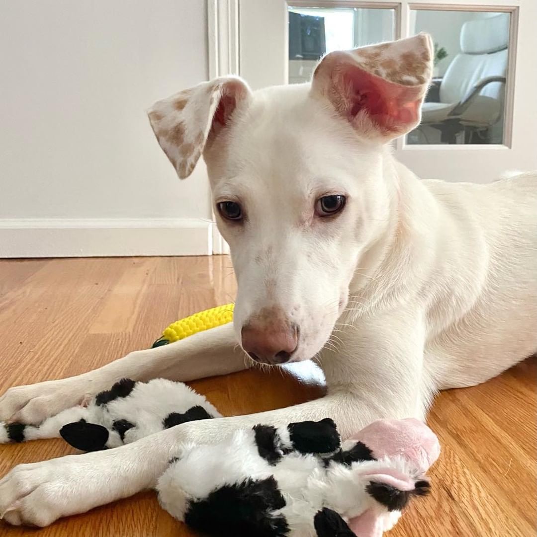 𝗠𝗘𝗘𝗧 𝗞𝗢𝗥𝗣𝗨𝗦!!
Korpus is a 6 month old energetic, yet super loving pup with the cutest spotted ears! He loves people and other dogs. He is very loyal and will always want to be right by your side in your home. He loves curling up beside you for cuddles and is obsessed with being pet and scratched! He has been crate trained, sleeping in it during the night, (and even voluntarily during the day), and learns very quickly! Korpus is more than ready for his forever home!

Apply to foster or adopt her ⬇️
https://snarrnortheast.org/adopt/
https://snarrnortheast.org/foster

<a target='_blank' href='https://www.instagram.com/explore/tags/adoptdontshop/'>#adoptdontshop</a> <a target='_blank' href='https://www.instagram.com/explore/tags/rescue/'>#rescue</a> <a target='_blank' href='https://www.instagram.com/explore/tags/animallovers/'>#animallovers</a> <a target='_blank' href='https://www.instagram.com/explore/tags/dog/'>#dog</a> <a target='_blank' href='https://www.instagram.com/explore/tags/love/'>#love</a> <a target='_blank' href='https://www.instagram.com/explore/tags/dogrescue/'>#dogrescue</a> <a target='_blank' href='https://www.instagram.com/explore/tags/rescuedog/'>#rescuedog</a> <a target='_blank' href='https://www.instagram.com/explore/tags/adopt/'>#adopt</a> <a target='_blank' href='https://www.instagram.com/explore/tags/fosteringsaveslives/'>#fosteringsaveslives</a> <a target='_blank' href='https://www.instagram.com/explore/tags/doglover/'>#doglover</a> <a target='_blank' href='https://www.instagram.com/explore/tags/snarrnortheastrescue/'>#snarrnortheastrescue</a> <a target='_blank' href='https://www.instagram.com/explore/tags/givinghopetothehopeless/'>#givinghopetothehopeless</a> <a target='_blank' href='https://www.instagram.com/explore/tags/secondchances/'>#secondchances</a>