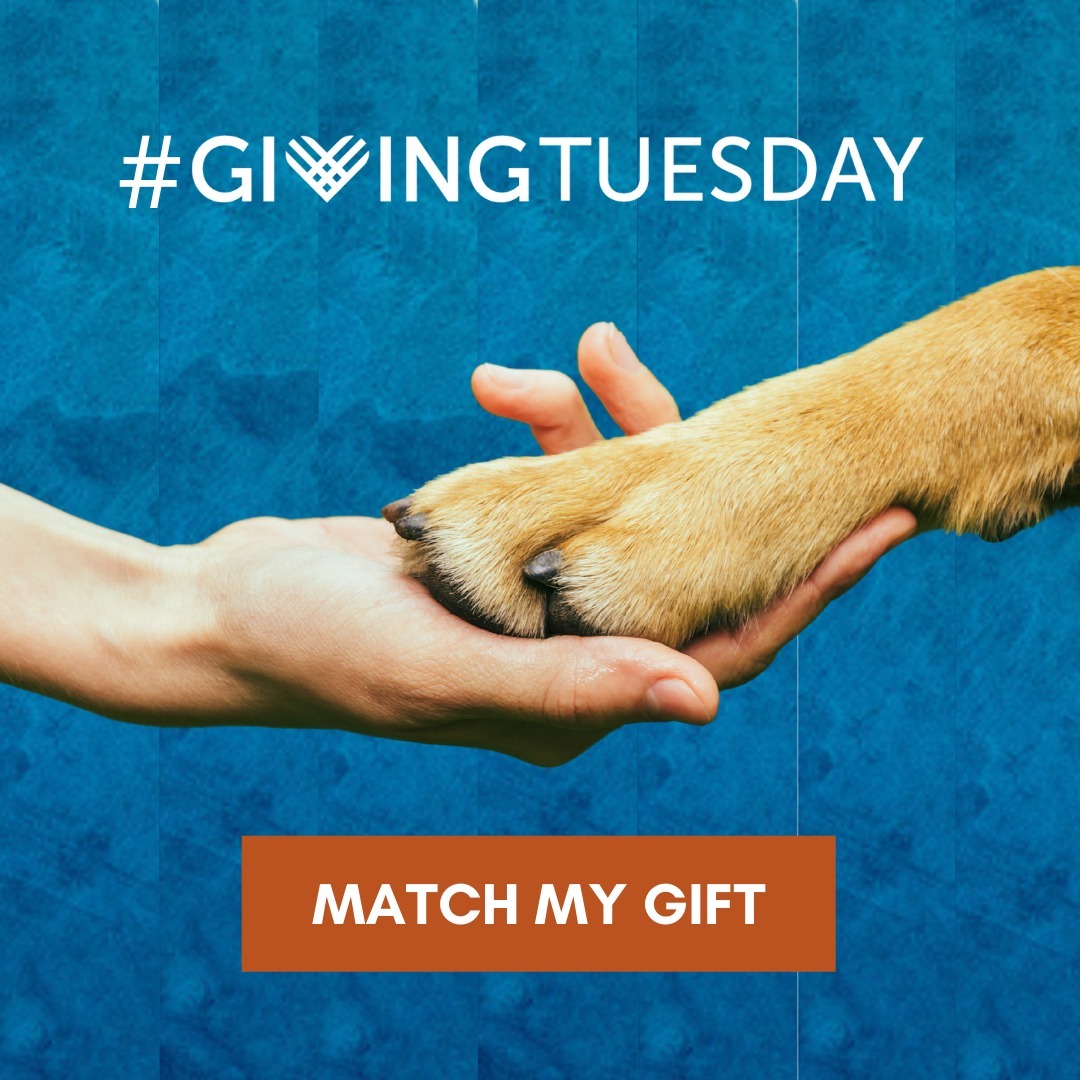 🐾Giving Tuesday is here!🐾

On this very special day, you can double the impact of your donation with our donation matching up to $5,000. 

We are also accepting donations from our Amazon wishlist which includes essentials and enrichment items we use every day!

We are eternally grateful for your support of the animals.

Let's make this our best Giving Tuesday yet! 💙

Link in the bio

<a target='_blank' href='https://www.instagram.com/explore/tags/givingtuesday/'>#givingtuesday</a> <a target='_blank' href='https://www.instagram.com/explore/tags/laketahoe/'>#laketahoe</a> <a target='_blank' href='https://www.instagram.com/explore/tags/tahoe/'>#tahoe</a> <a target='_blank' href='https://www.instagram.com/explore/tags/animalrescue/'>#animalrescue</a>