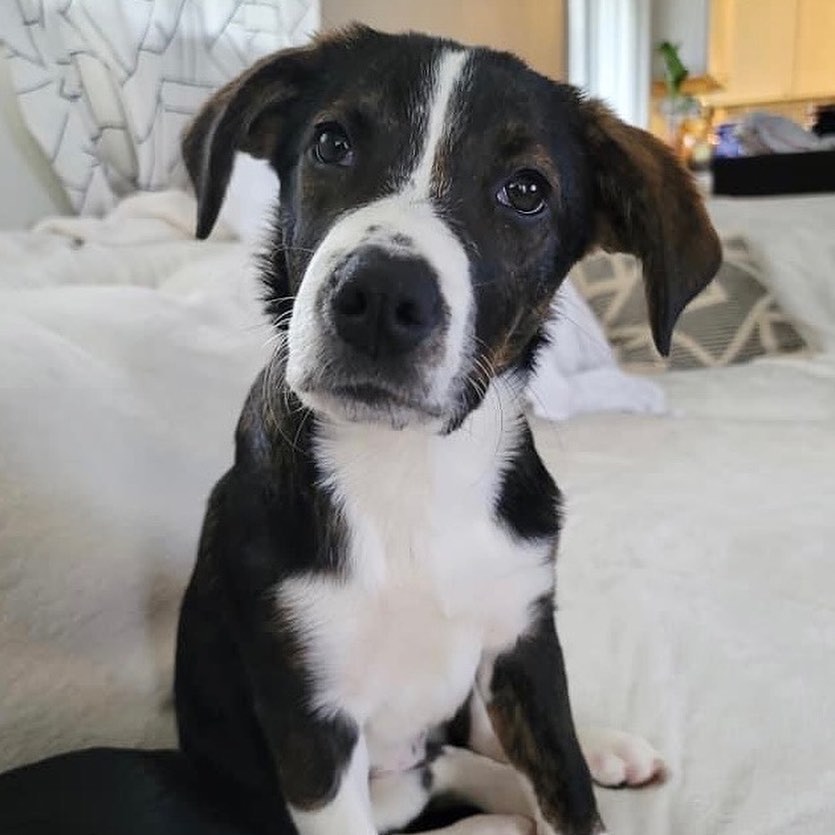 Meet Cruella!
🐾Female
🐾Age: DOB: 7/31/2021
🐾Weight: 20 lbs and growing!
🐾Breed: Beagle/Shepherd/Lab mix
💜
Hey there, I’m Cruella! Please don’t let the name deter you, I am nowhere near the Cruella you are thinking of! You see, I am one happy go lucky puppy who loves to be by my human’s side! I love to cuddle and give tons of kisses! I love playing with the resident dog and haven’t met a dog I did not like! I have also encountered neighborhood cats and did not mind them.
☀️
I enjoy playing with all the toys and enjoy walking around with my stuffies in my mouth; I also love a good chew toy! Since I am young, I am still learning all the basic manners such as house training, crate training and leash training. I am catching on quickly and since I am food motivated, I think I’ll be a pro in no time!
🍁
If you are interested in meeting Cruella, apply to adopt her at www.causeforcanines.org
Must have a flexible schedule to accommodate a puppy’s needs.
Adoption fee: $350
Must be an Ohio resident & 23 or older.
Children must be 5 or older.