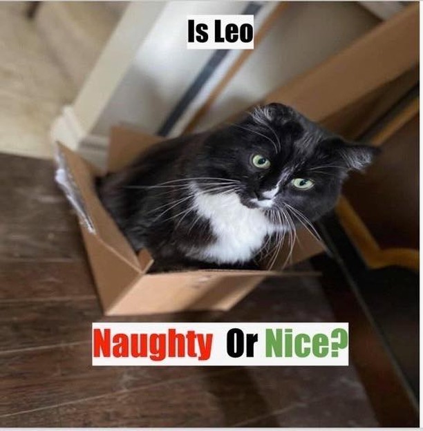 It’s time to vote! Leo has found a great new place to rest for the day! Should Leo be on Santa’s nice or naughty list! Let us know in the comments! 🎄

.
.
.
.
.
.
.
.
.
.
<a target='_blank' href='https://www.instagram.com/explore/tags/teamcatrescue/'>#teamcatrescue</a> <a target='_blank' href='https://www.instagram.com/explore/tags/adoptacat/'>#adoptacat</a> <a target='_blank' href='https://www.instagram.com/explore/tags/adoptdontshop/'>#adoptdontshop</a> <a target='_blank' href='https://www.instagram.com/explore/tags/catrescue/'>#catrescue</a> <a target='_blank' href='https://www.instagram.com/explore/tags/rescuecat/'>#rescuecat</a> <a target='_blank' href='https://www.instagram.com/explore/tags/adopt/'>#adopt</a> <a target='_blank' href='https://www.instagram.com/explore/tags/adoption/'>#adoption</a> <a target='_blank' href='https://www.instagram.com/explore/tags/love/'>#love</a> <a target='_blank' href='https://www.instagram.com/explore/tags/catlovers/'>#catlovers</a> <a target='_blank' href='https://www.instagram.com/explore/tags/catlife/'>#catlife</a> <a target='_blank' href='https://www.instagram.com/explore/tags/cute/'>#cute</a> <a target='_blank' href='https://www.instagram.com/explore/tags/happy/'>#happy</a> <a target='_blank' href='https://www.instagram.com/explore/tags/toronto/'>#toronto</a> <a target='_blank' href='https://www.instagram.com/explore/tags/ilovemycat/'>#ilovemycat</a> <a target='_blank' href='https://www.instagram.com/explore/tags/cat/'>#cat</a> <a target='_blank' href='https://www.instagram.com/explore/tags/adoptcat/'>#adoptcat</a> <a target='_blank' href='https://www.instagram.com/explore/tags/nonprofit/'>#nonprofit</a> <a target='_blank' href='https://www.instagram.com/explore/tags/charity/'>#charity</a> <a target='_blank' href='https://www.instagram.com/explore/tags/follow/'>#follow</a> <a target='_blank' href='https://www.instagram.com/explore/tags/instagood/'>#instagood</a> <a target='_blank' href='https://www.instagram.com/explore/tags/catsofinstagram/'>#catsofinstagram</a> <a target='_blank' href='https://www.instagram.com/explore/tags/cats_of_instagram/'>#cats_of_instagram</a>