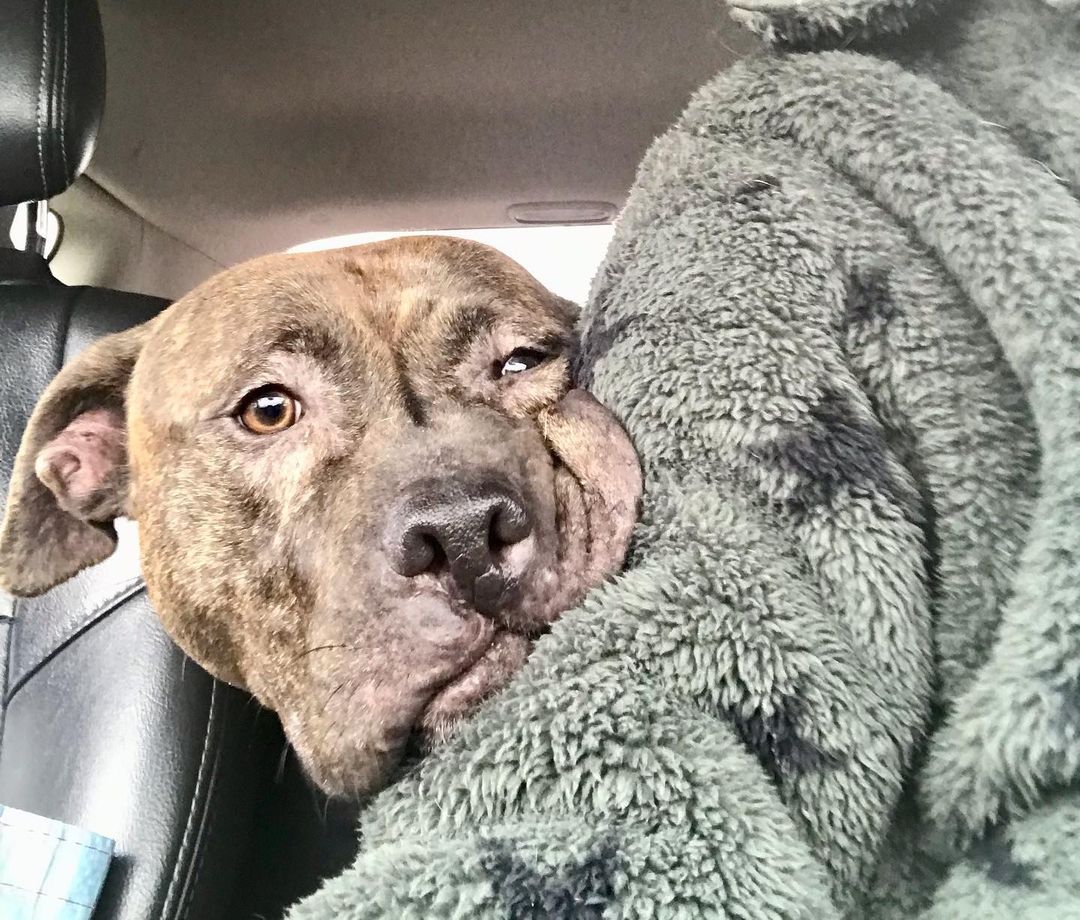 Foster to adopt bound 🤞♥️🐾 It’s been a long time coming. Please hold a loving thought for Davey that this is his happily ever after ♥️ <a target='_blank' href='https://www.instagram.com/explore/tags/zionsentus/'>#zionsentus</a> <a target='_blank' href='https://www.instagram.com/explore/tags/adoptdontshop/'>#adoptdontshop</a> <a target='_blank' href='https://www.instagram.com/explore/tags/pitbull/'>#pitbull</a> <a target='_blank' href='https://www.instagram.com/explore/tags/pitbullsofinstagram/'>#pitbullsofinstagram</a> <a target='_blank' href='https://www.instagram.com/explore/tags/rescuedogsofinstagram/'>#rescuedogsofinstagram</a> <a target='_blank' href='https://www.instagram.com/explore/tags/rewritingtheirfutureonedogatatime/'>#rewritingtheirfutureonedogatatime</a> <a target='_blank' href='https://www.instagram.com/explore/tags/rockawaybeach/'>#rockawaybeach</a> <a target='_blank' href='https://www.instagram.com/explore/tags/brindle/'>#brindle</a> <a target='_blank' href='https://www.instagram.com/explore/tags/rescueismyfavoritebreed/'>#rescueismyfavoritebreed</a> <a target='_blank' href='https://www.instagram.com/explore/tags/nyacc/'>#nyacc</a> <a target='_blank' href='https://www.instagram.com/explore/tags/love/'>#love</a>