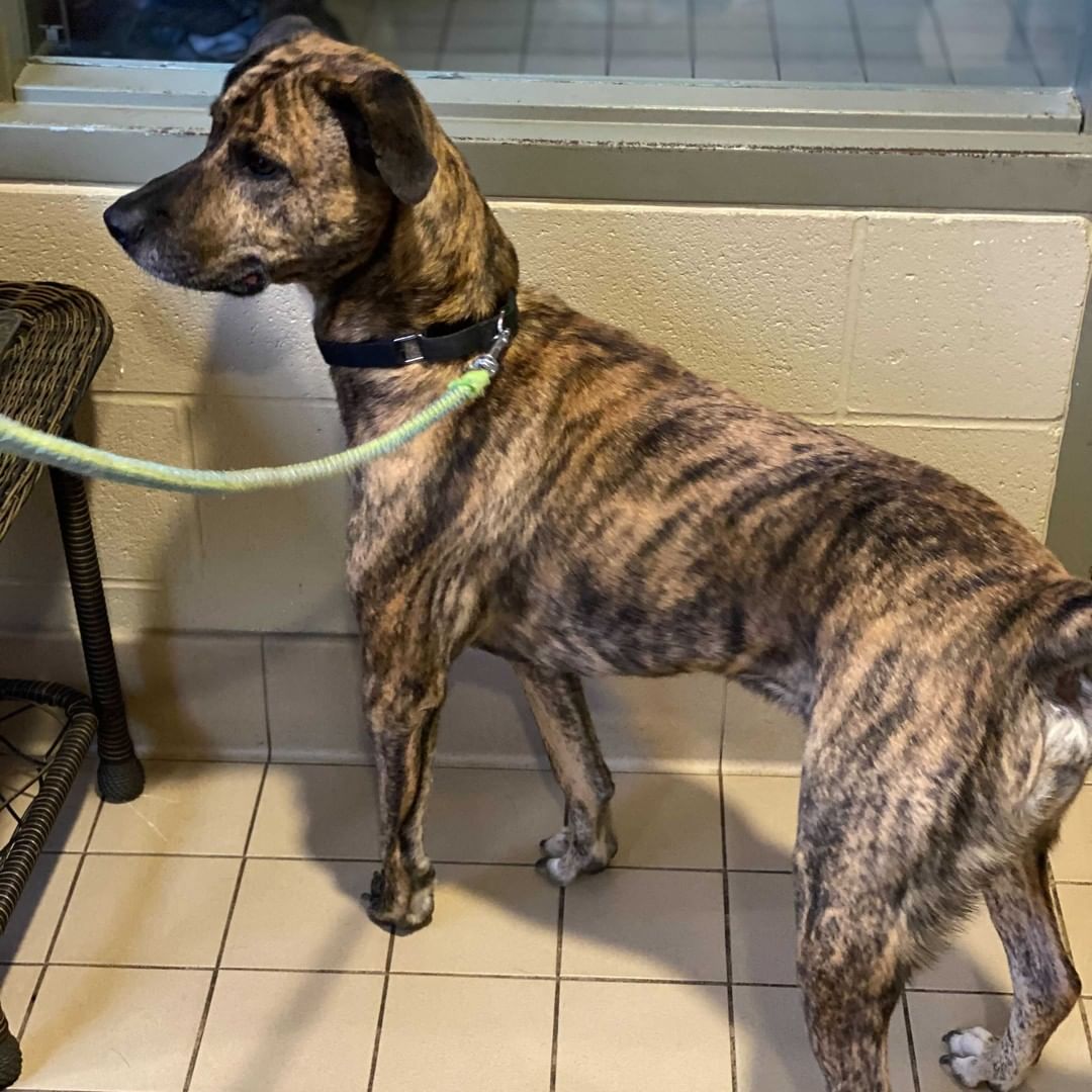 Ruh-Roh Raggy! A good ole' boy named Scooby landed in our care! Our Scooby is a super handsome, 3 and a half year old Boxer-Mix. He loves his Scooby snacks (treats, of course) and is very motivated to please humans. He sits nicely and we think he would be a great candidate to learn more. He doesn’t seem reactive to other dogs, but we always like to do a meet and greet to be sure it’s a good fit (please bring proof of rabies for your current dog). Scooby is looking for his very own Scooby Gang – is that your family? Scooby is neutered, up to date on vaccines, negative for FIV and FeLV, and microchipped. CHS is open 12-6 pm Tuesday through Saturday. Adoptions stop at 5:30 pm. 

<a target='_blank' href='https://www.instagram.com/explore/tags/CHS/'>#CHS</a> <a target='_blank' href='https://www.instagram.com/explore/tags/LoveAtFirstLick/'>#LoveAtFirstLick</a> <a target='_blank' href='https://www.instagram.com/explore/tags/adopt/'>#adopt</a> <a target='_blank' href='https://www.instagram.com/explore/tags/shelterdog/'>#shelterdog</a>