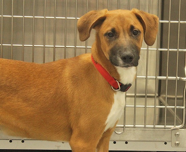 MEET THE “7 DWARFS” AT ADOPTION HOURS WEDNESDAY 3-7PM! These puppies are about 4 months old and are a Hound mixed breed. They are new and VERY nervous. They will need families to be patient and understanding while they transition from shelter pups to family pets. Their ideal homes would not have children under 12. They are up to date on age appropriate vaccinations and will be spayed/neutered soon (it’s part of their adoption fee!). 📸: @becks1020 PLEASE SHARE!!! 
Sneezy: female, tan coat. 
Happy: female, tan coat, black muzzle, white feet. 
Bashful: female, red coat. 
Dopey: male, red coat, black muzzle.
Sleepy: female, red coat.
Doc: male, tan coat, black muzzle, white paws (photo 2).
Grumpy: male, brown and white coat, black mask with freckles (photo 1).
