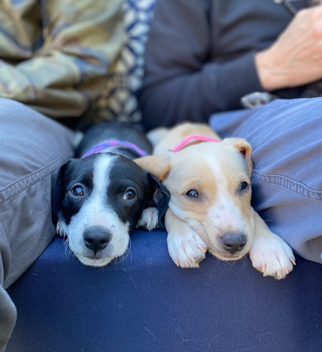 Hi, we are the girls from the “Latin” litter. We are 10 week old pittie/poodle mixes ready for our forever homes! 🐶💫

Our mom is a grey pittie (around 40 lbs) and our dad is a poodle (see picture attached), so we think we'll be about 30 lbs full grown! We were part of an accidental litter and almost ended up in the shelter with our mom before a kind lady stepped in and welcomed us into her home. 

She and her family (including 3 kids and 4 other doggos!) raised us for the past ten weeks, but knew she could not handle us anymore and entrusted HIT Living to place us with the best families! We are now split up in a few different foster homes while we wait for our new homes. We are all healthy, playful pups who love to play just as much as we love to cuddle with our people. 💛

HIT Living is looking for individuals or families who are willing to put in the time and effort to raise a puppy and who are ready to commit to loving us FOR LIFE! 

There’s 6 boys and 3 girls total. The puppies featured in this post are:

- J Lo (black/white, short hair)
- Shakira (white/tan, short hair)
- Selena (all black, short hair, runt)

Apply to adopt us at hitlivingfoundation.org

<a target='_blank' href='https://www.instagram.com/explore/tags/hitliving/'>#hitliving</a> <a target='_blank' href='https://www.instagram.com/explore/tags/foundlove/'>#foundlove</a> <a target='_blank' href='https://www.instagram.com/explore/tags/pitbullpuppies/'>#pitbullpuppies</a> <a target='_blank' href='https://www.instagram.com/explore/tags/pittiepuppy/'>#pittiepuppy</a> <a target='_blank' href='https://www.instagram.com/explore/tags/poodlepuppies/'>#poodlepuppies</a> <a target='_blank' href='https://www.instagram.com/explore/tags/poodlemix/'>#poodlemix</a> <a target='_blank' href='https://www.instagram.com/explore/tags/puppyoftheday/'>#puppyoftheday</a> <a target='_blank' href='https://www.instagram.com/explore/tags/puppiesofinsta/'>#puppiesofinsta</a> <a target='_blank' href='https://www.instagram.com/explore/tags/puppiesoftheday/'>#puppiesoftheday</a> <a target='_blank' href='https://www.instagram.com/explore/tags/losangeles/'>#losangeles</a> <a target='_blank' href='https://www.instagram.com/explore/tags/puppiesmakemehappy/'>#puppiesmakemehappy</a> <a target='_blank' href='https://www.instagram.com/explore/tags/sfv/'>#sfv</a>