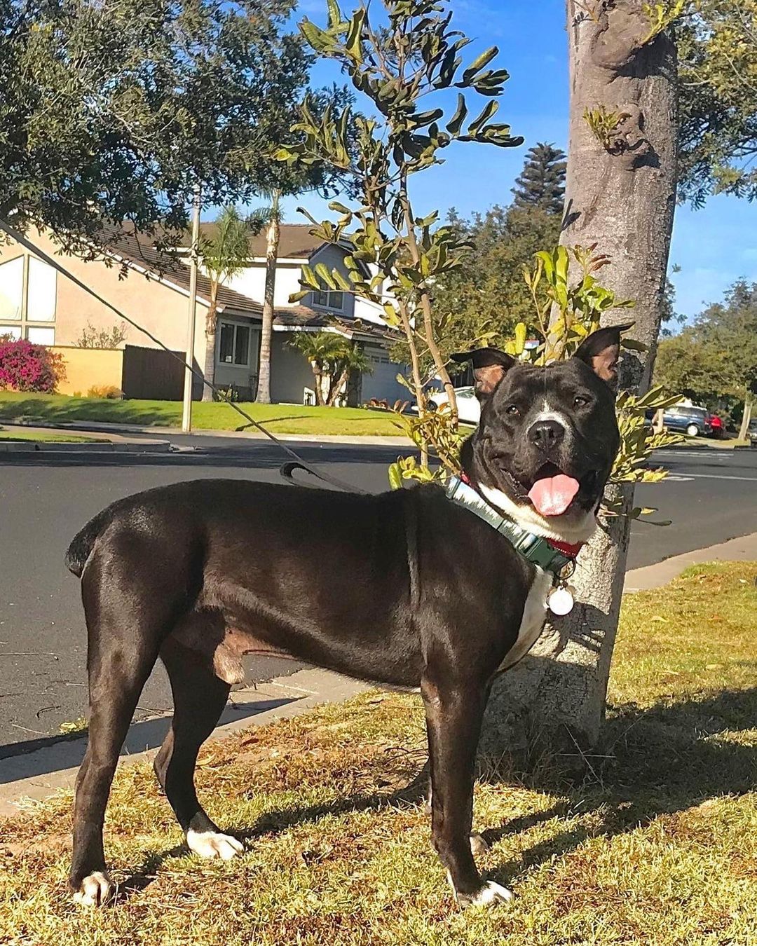 BRUCE IS THANKFUL💙FOR HIS HOME!!!

Look how handsome and healthy Bruce looks! Bruce was recently adopted, and he is one happy boy... He even has his own Instagram! Bruce's family adores him, and is shows!!! 

When we rescued Bruce, he was in rough shape. He and Mama had been abandoned in a backyard, and they were malnourished, covered in ticks, and had no one to care for them. What a transformation!!!

This is the miracle of love and a Forever Home!🙏