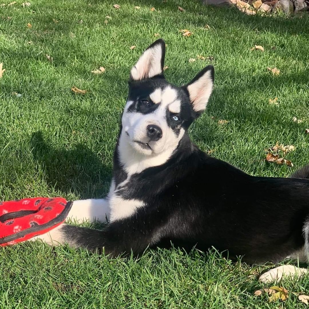 Titus is the softest, craziest, puppy. He is super active, super smart, and SUPER food motivated. In a week he has mastered potty training, sit, come, and paw. Titus plays well with other dogs, after a few minutes of warm up. Not so awesome with cats yet. He will need an active family, who knows the Husky quirks.

To be considered the first step is to apply here: https://www.pawsup4rescue.org/dog-cat-applicaiton 
We are located in Joliet Illinois and require adopters be within a 100-mile radius to adopt. If your app is picked we will be in touch by phone to set up a private meet.  If the dog is adopted we will post the adoption pic. Information on fees can be found here: https://www.pawsup4rescue.org/adoptions
<a target='_blank' href='https://www.instagram.com/explore/tags/pu4r/'>#pu4r</a> <a target='_blank' href='https://www.instagram.com/explore/tags/PawsUp4Rescue/'>#PawsUp4Rescue</a> <a target='_blank' href='https://www.instagram.com/explore/tags/fosterdog/'>#fosterdog</a> <a target='_blank' href='https://www.instagram.com/explore/tags/rescuedog/'>#rescuedog</a> <a target='_blank' href='https://www.instagram.com/explore/tags/adoptdontshop/'>#adoptdontshop</a>