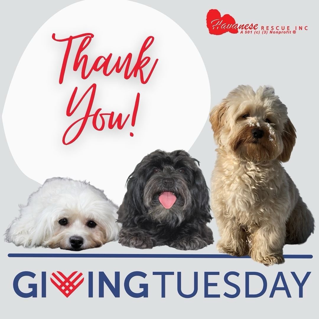 Hopefully, you have enjoyed our posts in the days leading to Giving Tuesday. The goal of these posts was to show how HRI is changing the Havanese world 