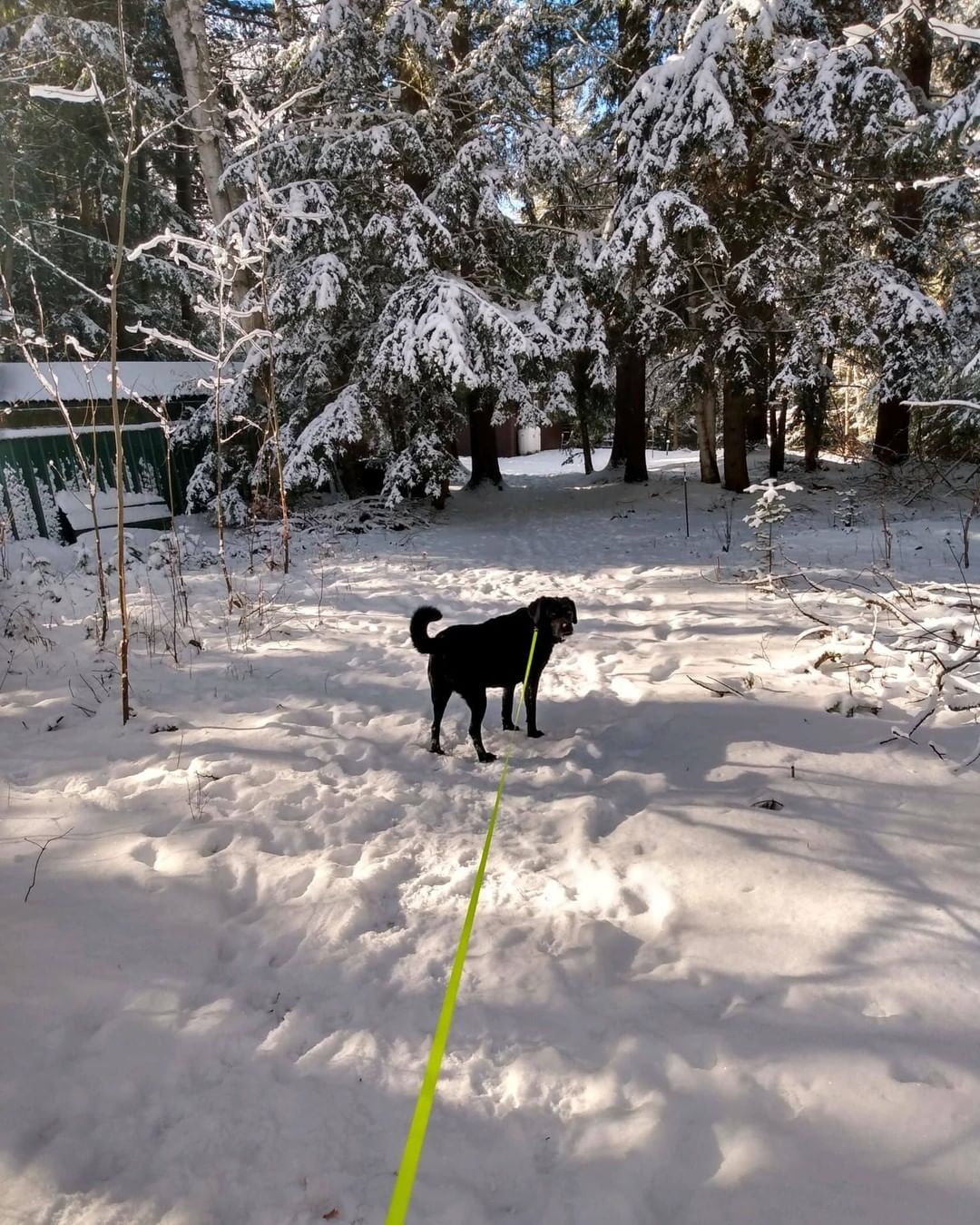 Joshua Fund alum Lady is a snow bunny at heart! She loves walking the trails with mom and sniffing animal tracks.❤

❤️ The Joshua Fund Dog Rescue is a registered 501(c)(3) nonprofit organization. We are an all-volunteer organization and rely solely on donations to save dogs like this from high-kill shelters and put them in forever homes. Thank you for helping us save lives! ⁠❤️
-
-
-
<a target='_blank' href='https://www.instagram.com/explore/tags/joshuafunddogs/'>#joshuafunddogs</a> <a target='_blank' href='https://www.instagram.com/explore/tags/rescue/'>#rescue</a> <a target='_blank' href='https://www.instagram.com/explore/tags/rescuedogs/'>#rescuedogs</a> <a target='_blank' href='https://www.instagram.com/explore/tags/rescuedogsofinstagram/'>#rescuedogsofinstagram</a> <a target='_blank' href='https://www.instagram.com/explore/tags/rescuedisthebestbreed/'>#rescuedisthebestbreed</a> <a target='_blank' href='https://www.instagram.com/explore/tags/adoptdontshop/'>#adoptdontshop</a> <a target='_blank' href='https://www.instagram.com/explore/tags/dogsofinstagram/'>#dogsofinstagram</a> <a target='_blank' href='https://www.instagram.com/explore/tags/doglovers/'>#doglovers</a> <a target='_blank' href='https://www.instagram.com/explore/tags/adoptadog/'>#adoptadog</a> <a target='_blank' href='https://www.instagram.com/explore/tags/loveofdogs/'>#loveofdogs</a> <a target='_blank' href='https://www.instagram.com/explore/tags/nonprofit/'>#nonprofit</a> <a target='_blank' href='https://www.instagram.com/explore/tags/dogs/'>#dogs</a> <a target='_blank' href='https://www.instagram.com/explore/tags/shelterdog/'>#shelterdog</a> <a target='_blank' href='https://www.instagram.com/explore/tags/mansbestfriend/'>#mansbestfriend</a> <a target='_blank' href='https://www.instagram.com/explore/tags/petadoption/'>#petadoption</a> <a target='_blank' href='https://www.instagram.com/explore/tags/adoptme/'>#adoptme</a> <a target='_blank' href='https://www.instagram.com/explore/tags/dogoftheday/'>#dogoftheday</a> <a target='_blank' href='https://www.instagram.com/explore/tags/shelterdog/'>#shelterdog</a> <a target='_blank' href='https://www.instagram.com/explore/tags/rescuepetsofinstagram/'>#rescuepetsofinstagram</a> <a target='_blank' href='https://www.instagram.com/explore/tags/fosterdog/'>#fosterdog</a> <a target='_blank' href='https://www.instagram.com/explore/tags/fosterdogsofinstagram/'>#fosterdogsofinstagram</a> <a target='_blank' href='https://www.instagram.com/explore/tags/labsofinstagram/'>#labsofinstagram</a> <a target='_blank' href='https://www.instagram.com/explore/tags/labradorretriever/'>#labradorretriever</a>