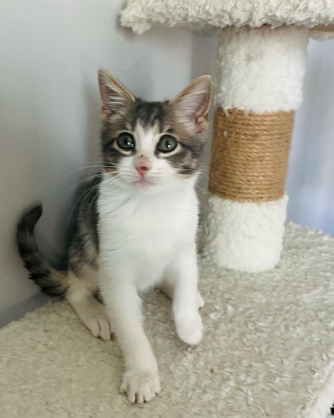 Hi Poppy!
This little cutie came into CAAT when a good Samaritan reached out to us for help. Her boyfriend was traveling in New Mexico when he found the little kitten outside. She was too little to leave on the street so he brought her in. She then called us and asked if he drove her back with him if we could rescue back. Luckily a new foster had just applied so we were able to bring her on. That was a few weeks ago and now she’s about 11 weeks old and ready for adoption! 
This little one is the purrfect little package. Playful, silly and fun. But then when she’s done playing she loves to get her cuddles on. Looking for a sweet sleeping partner? 
Since Poppy has been a Singleton she definitely is looking for a home with another cat so that she can finally play and be with another kitty. This is super important for her development. 
Poppy is also sort of a messy little eater and loves her food! 😂❤️ It’s giving her a little bit of acne on her nose from diving her face into the bowl. 😂😍🤦🏻‍♀️ As a tiny kitten she had to fend for herself on the streets, but hopefully she will start to realize soon that the food supply isn’t going away for her anytime soon. ❤️
DM for an adoption questionnaire for Poppy!
.
.
,
,
,
.
,
.
.
.
,
<a target='_blank' href='https://www.instagram.com/explore/tags/streetstothesheets/'>#streetstothesheets</a><a target='_blank' href='https://www.instagram.com/explore/tags/tabbykitten/'>#tabbykitten</a><a target='_blank' href='https://www.instagram.com/explore/tags/catpics/'>#catpics</a><a target='_blank' href='https://www.instagram.com/explore/tags/catlife/'>#catlife</a><a target='_blank' href='https://www.instagram.com/explore/tags/catfoster/'>#catfoster</a><a target='_blank' href='https://www.instagram.com/explore/tags/huffgrampost/'>#huffgrampost</a><a target='_blank' href='https://www.instagram.com/explore/tags/spayandneuter/'>#spayandneuter</a><a target='_blank' href='https://www.instagram.com/explore/tags/kittiesofinstagram/'>#kittiesofinstagram</a><a target='_blank' href='https://www.instagram.com/explore/tags/kittenlife/'>#kittenlife</a><a target='_blank' href='https://www.instagram.com/explore/tags/adoptme/'>#adoptme</a><a target='_blank' href='https://www.instagram.com/explore/tags/catfoster/'>#catfoster</a><a target='_blank' href='https://www.instagram.com/explore/tags/kittenfoster/'>#kittenfoster</a><a target='_blank' href='https://www.instagram.com/explore/tags/meowmonday/'>#meowmonday</a><a target='_blank' href='https://www.instagram.com/explore/tags/longbeach/'>#longbeach</a><a target='_blank' href='https://www.instagram.com/explore/tags/kittykat/'>#kittykat</a><a target='_blank' href='https://www.instagram.com/explore/tags/adoptdontshop/'>#adoptdontshop</a>