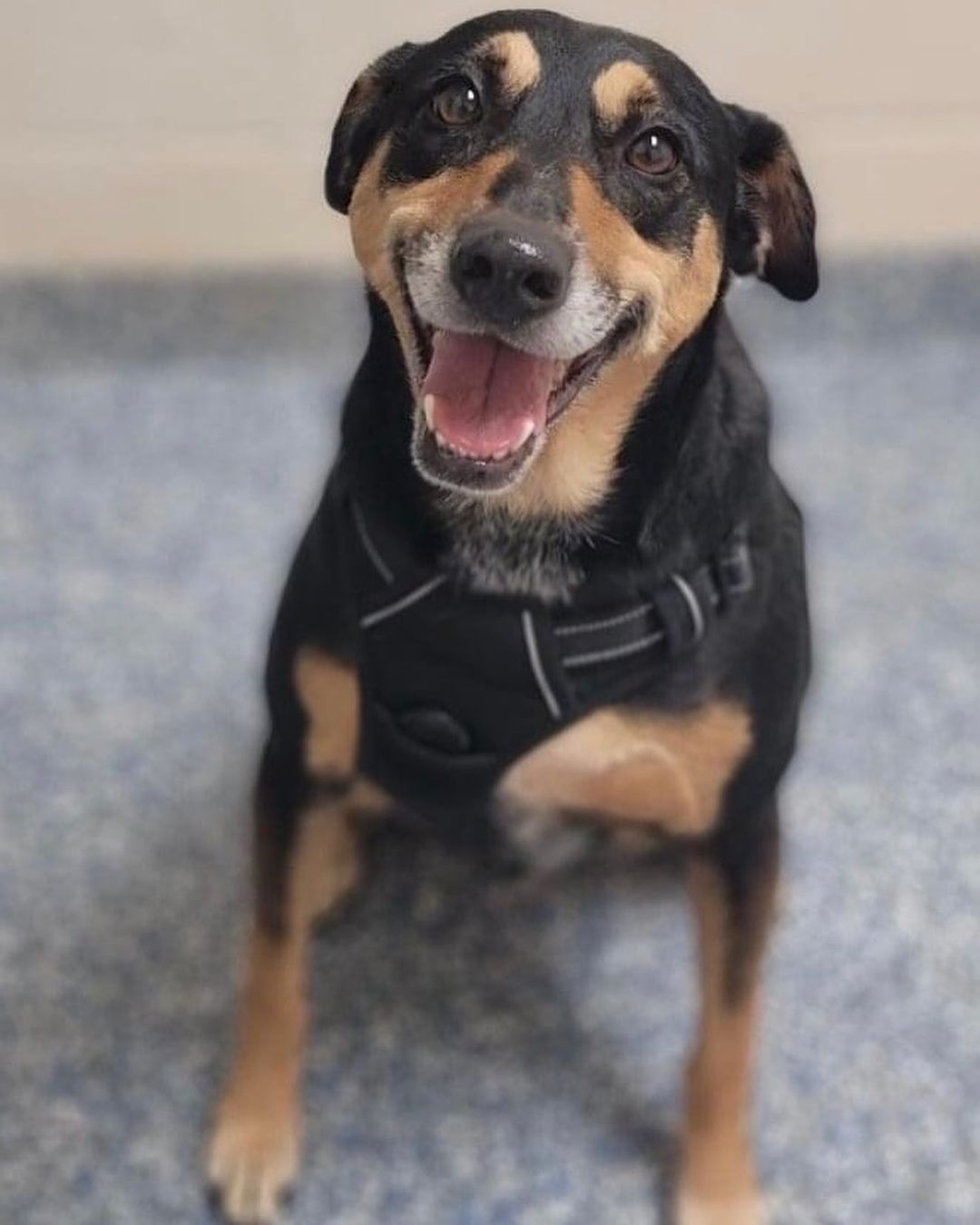 ✨Meet ROXY✨

Roxy is 99% perfect (and we want a perfect forever home for her!)
She is dog/cat friendly and the sweetest pupper ever! Look at that SMILE😍

Roxy is currently being fostered in East Meadow, NY. Think you might have the home she deserves? Contact us at reboundhounds@gmail.com!