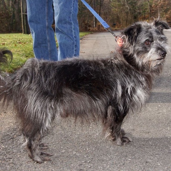 Meet Hector
Hector is an adorable 6-year-old fluff ball. While we don't know his real breed, we do know he has an amazing personality and just loves belly rubs.
Hector walks well on leash and seems to enjoy the company of other mellow dogs. He likely would also be fine with cats. What Hector really wants is a lap to sit in. He loves humans more than anything! The more attention the better. He will need a home that allows him on the couch and likely in the human bed to cuddle in at night.

This little muppet looking dog would likely do fine in most homes! For more info on Hector, check him out at www.petfinder.com/dog/hector-53726328/ma/scituate/scituate-animal-shelter-ma85/
<a target='_blank' href='https://www.instagram.com/explore/tags/adoptdontshop/'>#adoptdontshop</a> <a target='_blank' href='https://www.instagram.com/explore/tags/adoptpurelove/'>#adoptpurelove</a> <a target='_blank' href='https://www.instagram.com/explore/tags/dogs/'>#dogs</a> <a target='_blank' href='https://www.instagram.com/explore/tags/dogsofinstagram/'>#dogsofinstagram</a> <a target='_blank' href='https://www.instagram.com/explore/tags/woof/'>#woof</a> <a target='_blank' href='https://www.instagram.com/explore/tags/bark/'>#bark</a> # <a target='_blank' href='https://www.instagram.com/explore/tags/canine/'>#canine</a> <a target='_blank' href='https://www.instagram.com/explore/tags/dog/'>#dog</a> <a target='_blank' href='https://www.instagram.com/explore/tags/paws/'>#paws</a> <a target='_blank' href='https://www.instagram.com/explore/tags/cute/'>#cute</a> <a target='_blank' href='https://www.instagram.com/explore/tags/bowwow/'>#bowwow</a> <a target='_blank' href='https://www.instagram.com/explore/tags/woof/'>#woof</a> <a target='_blank' href='https://www.instagram.com/explore/tags/boston/'>#boston</a> <a target='_blank' href='https://www.instagram.com/explore/tags/massachusetts/'>#massachusetts</a> <a target='_blank' href='https://www.instagram.com/explore/tags/scituateanimalshelter/'>#scituateanimalshelter</a> <a target='_blank' href='https://www.instagram.com/explore/tags/havenese/'>#havenese</a> <a target='_blank' href='https://www.instagram.com/explore/tags/scituatema/'>#scituatema</a> <a target='_blank' href='https://www.instagram.com/explore/tags/doglover/'>#doglover</a> <a target='_blank' href='https://www.instagram.com/explore/tags/mediumdogsofinstagram/'>#mediumdogsofinstagram</a> <a target='_blank' href='https://www.instagram.com/explore/tags/dogsrule/'>#dogsrule</a> <a target='_blank' href='https://www.instagram.com/explore/tags/affenpinscher/'>#affenpinscher</a> <a target='_blank' href='https://www.instagram.com/explore/tags/muppet/'>#muppet</a> <a target='_blank' href='https://www.instagram.com/explore/tags/cutie/'>#cutie</a> <a target='_blank' href='https://www.instagram.com/explore/tags/affenpinschersofinstagram/'>#affenpinschersofinstagram</a>