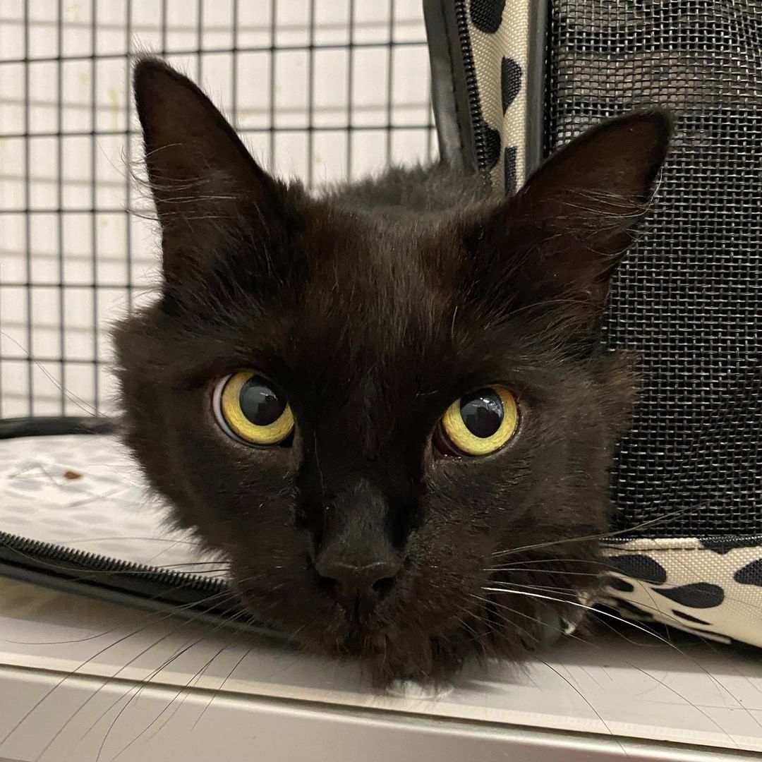 Happy Caturday from Bayne! This longhaired kitty's yellow eyes are some of the most captivating we've ever seen! 

If you would like to learn more about Bayne and schedule and appointment to meet her, visit AlexandriaAnimals.org/Adopt-By-Appointment or use the link in our bio.

<a target='_blank' href='https://www.instagram.com/explore/tags/alexanimals/'>#alexanimals</a> <a target='_blank' href='https://www.instagram.com/explore/tags/adoptbayne/'>#adoptbayne</a> <a target='_blank' href='https://www.instagram.com/explore/tags/catsofinstagram/'>#catsofinstagram</a> <a target='_blank' href='https://www.instagram.com/explore/tags/adoptaseniorpetmonth/'>#adoptaseniorpetmonth</a>